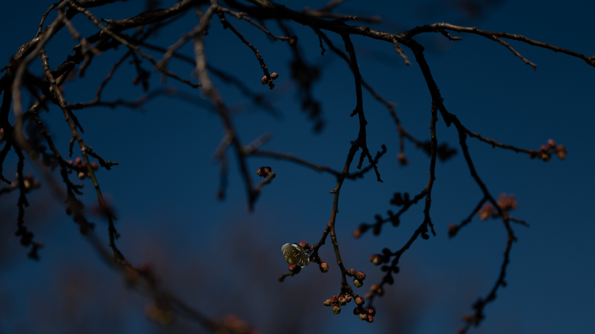 Hojas Marrones en la Rama de un Árbol. Wallpaper in 1920x1080 Resolution