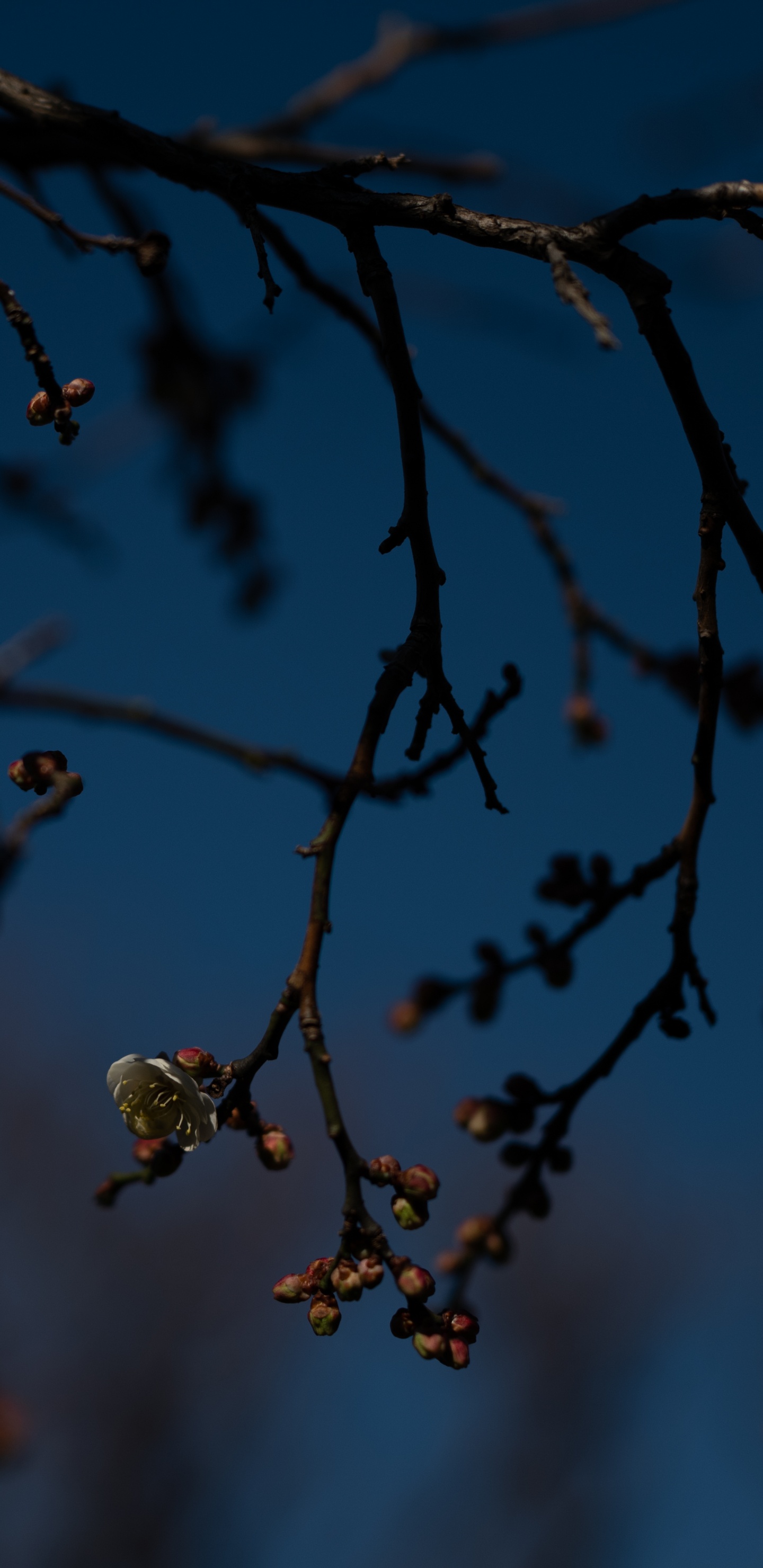 Brown Leaves on Tree Branch. Wallpaper in 1440x2960 Resolution