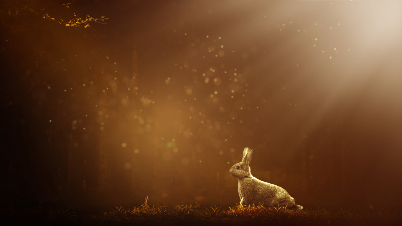 White Rabbit on Brown Grass Field During Night Time. Wallpaper in 1366x768 Resolution