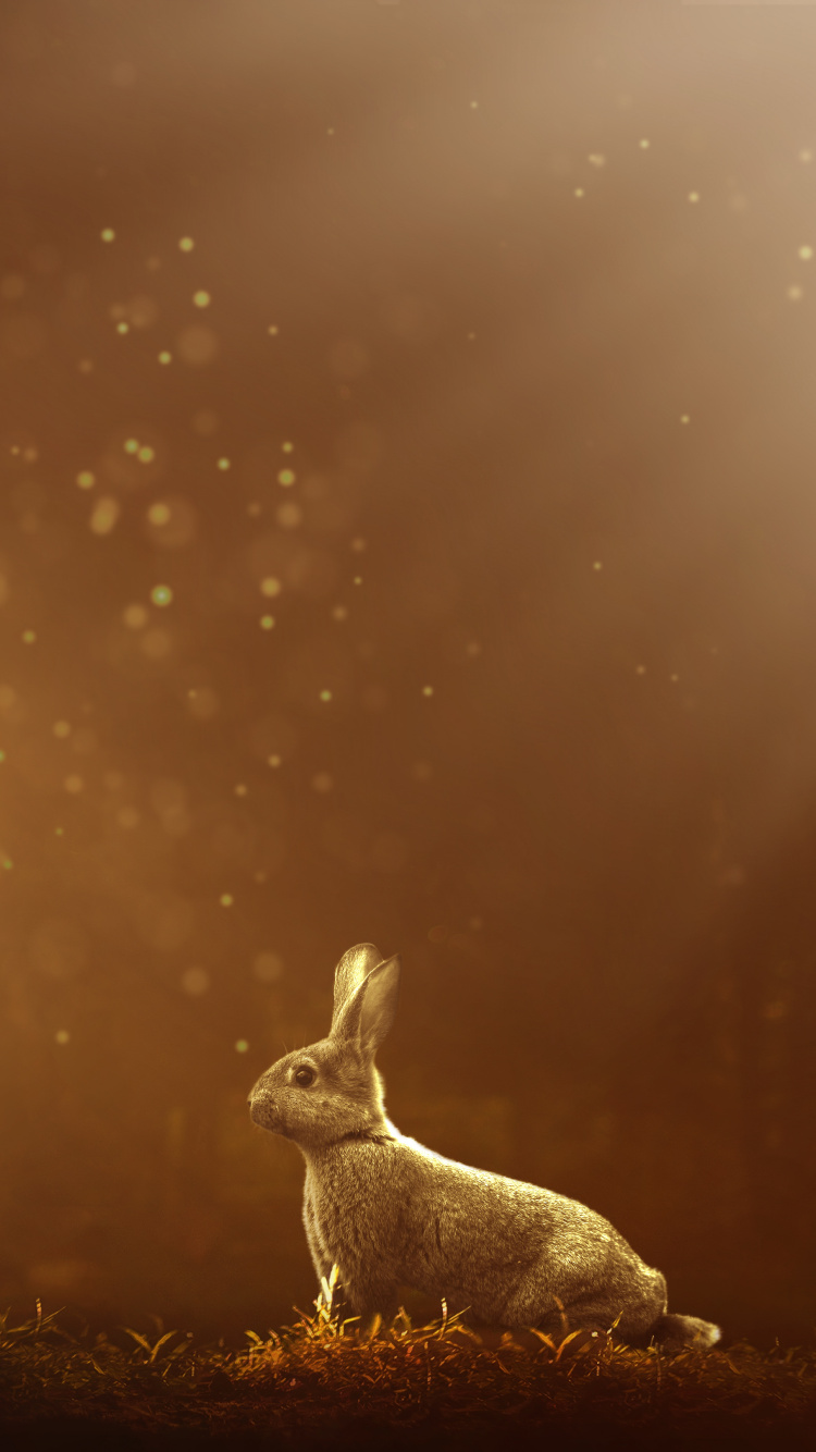 White Rabbit on Brown Grass Field During Night Time. Wallpaper in 750x1334 Resolution