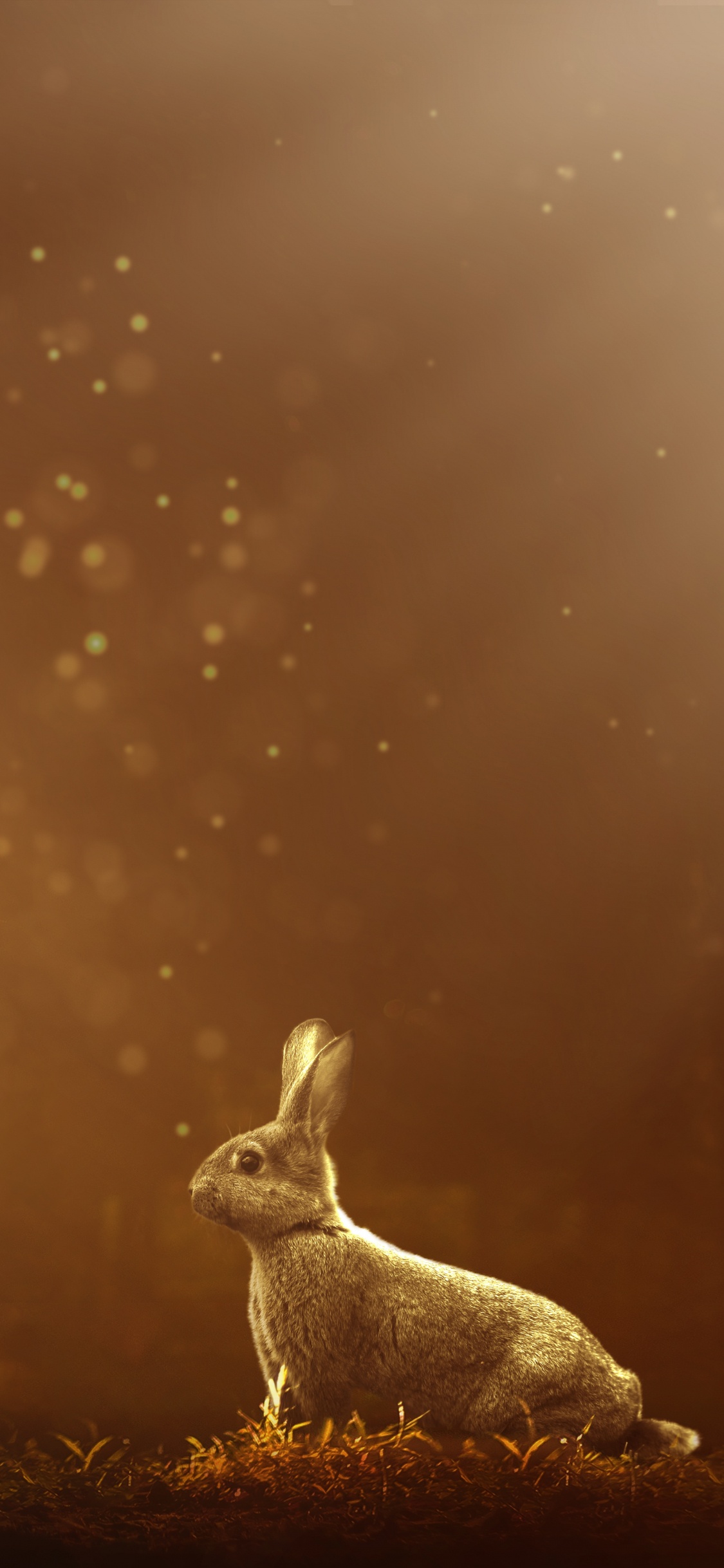 Lapin Blanc Sur Terrain D'herbe Brune Pendant la Nuit. Wallpaper in 1125x2436 Resolution