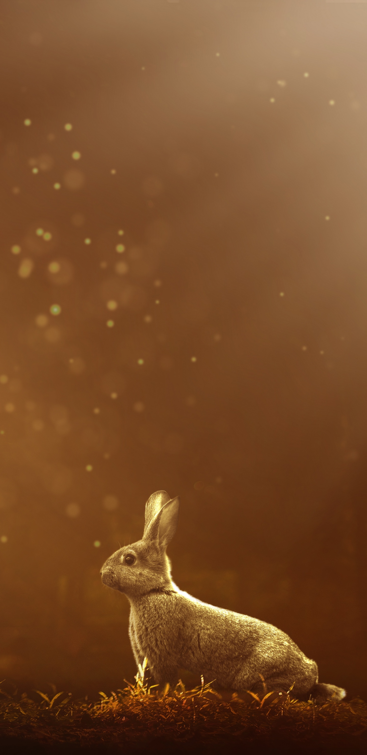 Lapin Blanc Sur Terrain D'herbe Brune Pendant la Nuit. Wallpaper in 1440x2960 Resolution