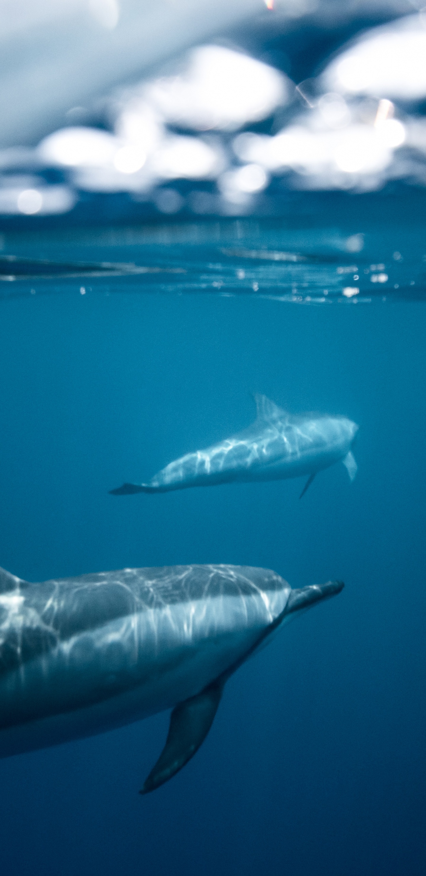 Dauphins Eau Sombre, Eau, Dauphin Spinner, Tucuxi, Requin. Wallpaper in 1440x2960 Resolution