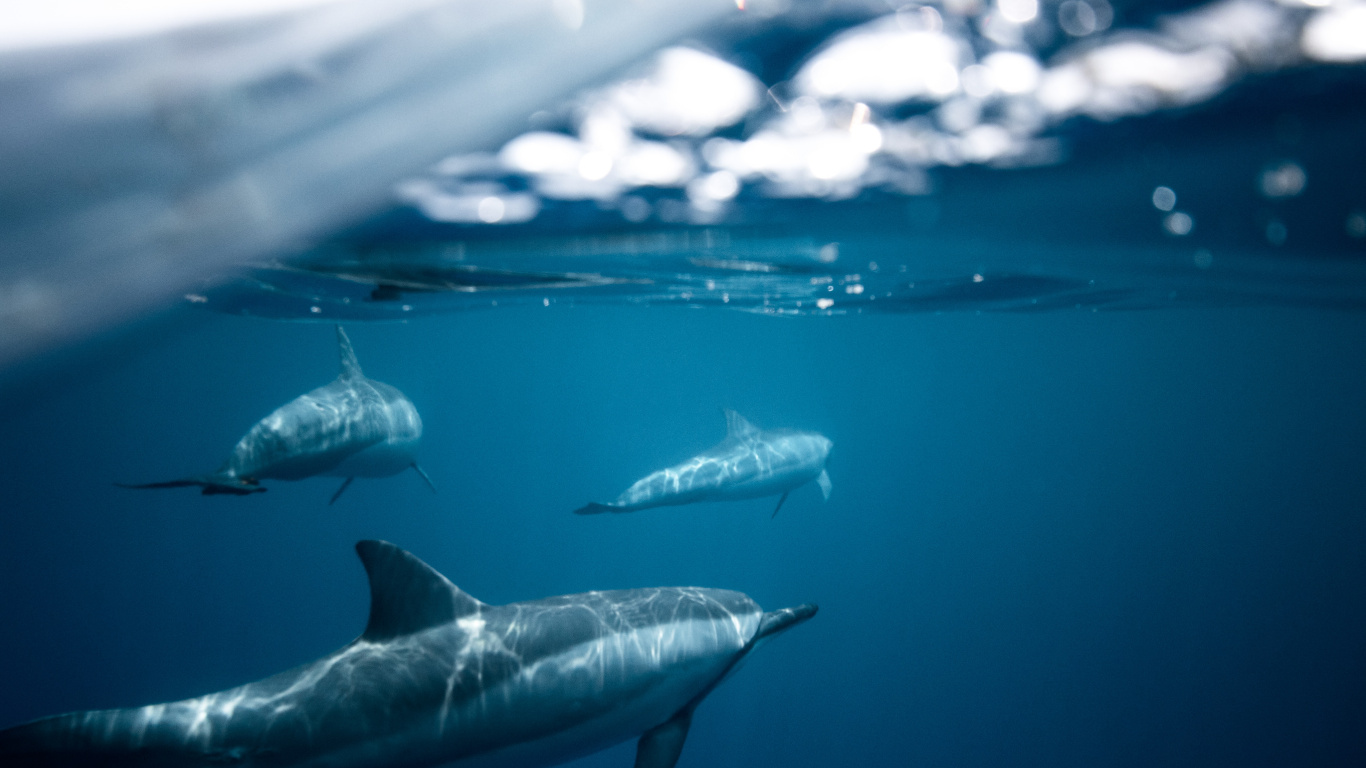 Dolphins Dark Water, Dolphin, Water, Spinner Dolphin, Tucuxi. Wallpaper in 1366x768 Resolution