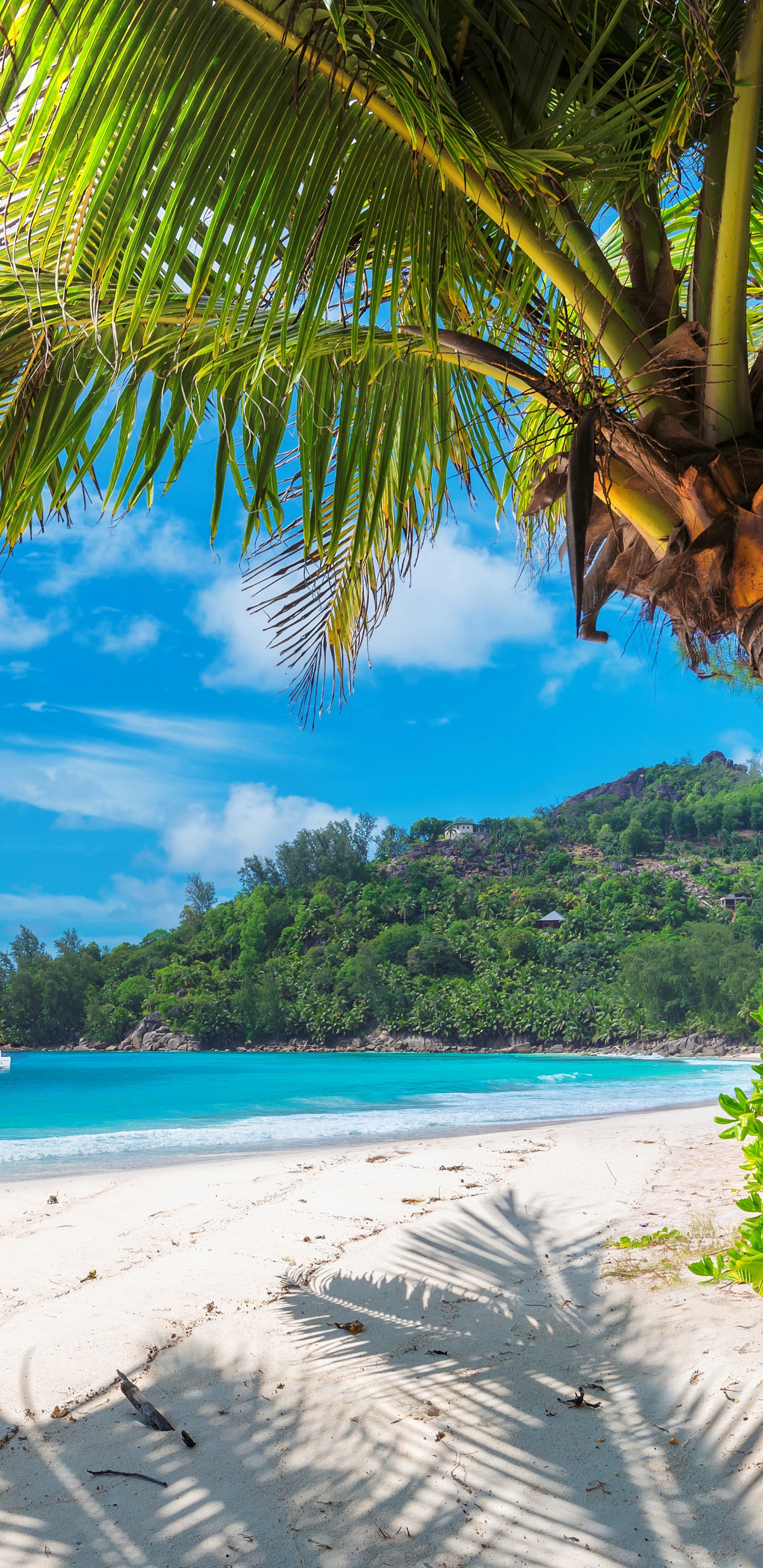 Velero Blanco en el Mar Durante el Día. Wallpaper in 1440x2960 Resolution