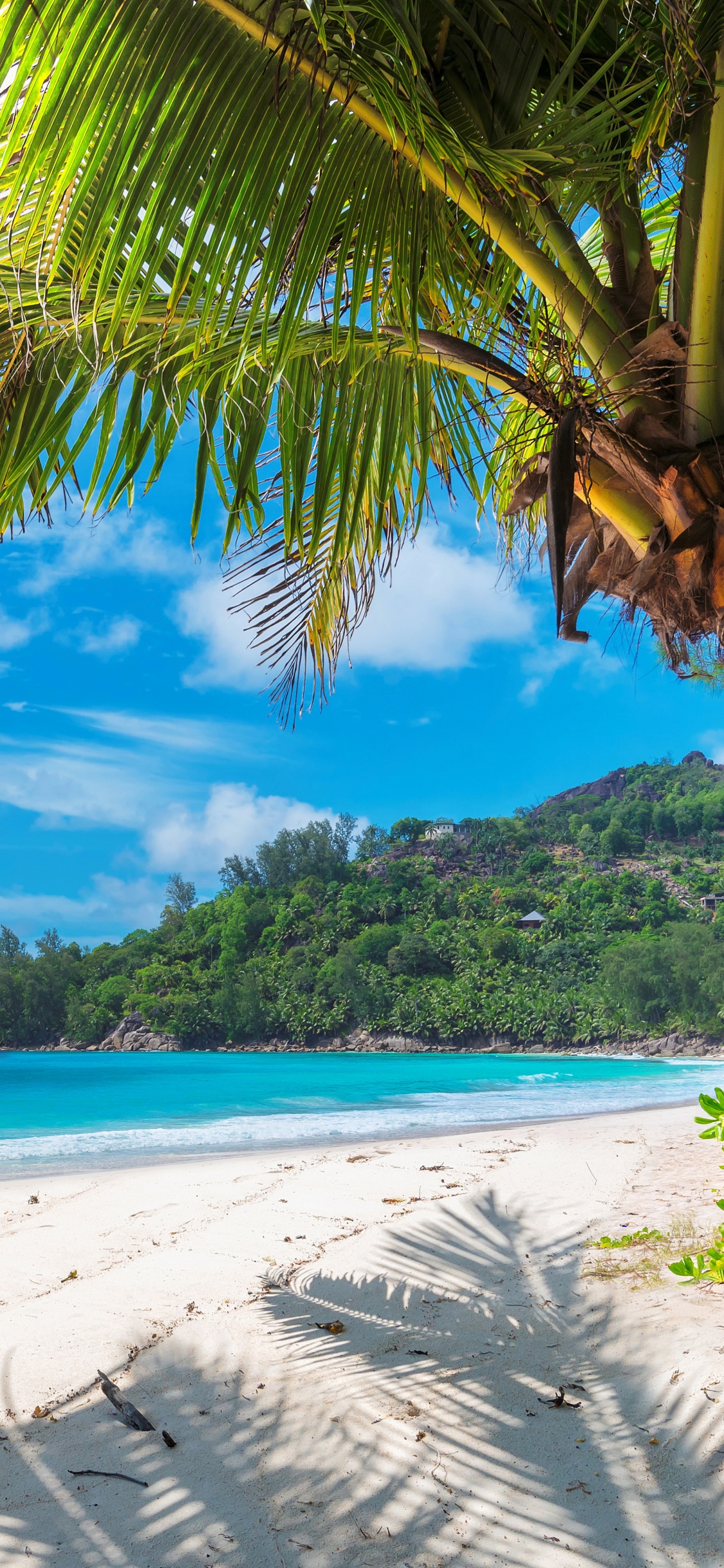 Weißes Segelboot Auf See Tagsüber. Wallpaper in 1125x2436 Resolution