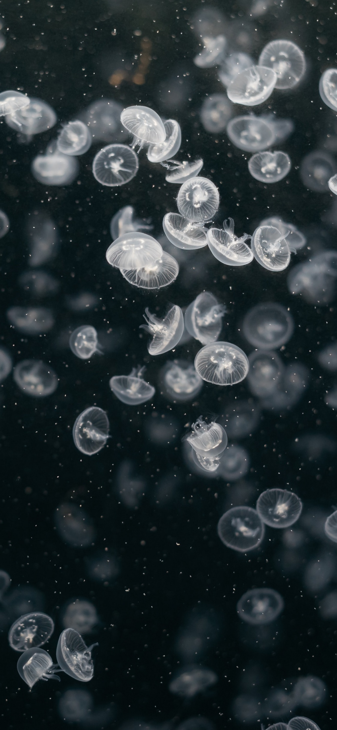 Water Droplets on Black Background. Wallpaper in 1125x2436 Resolution