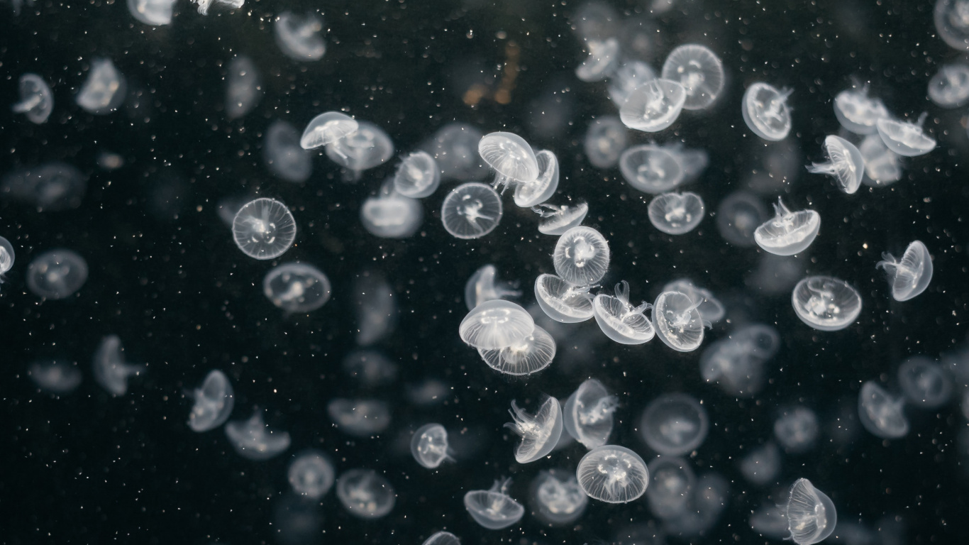 Water Droplets on Black Background. Wallpaper in 1366x768 Resolution