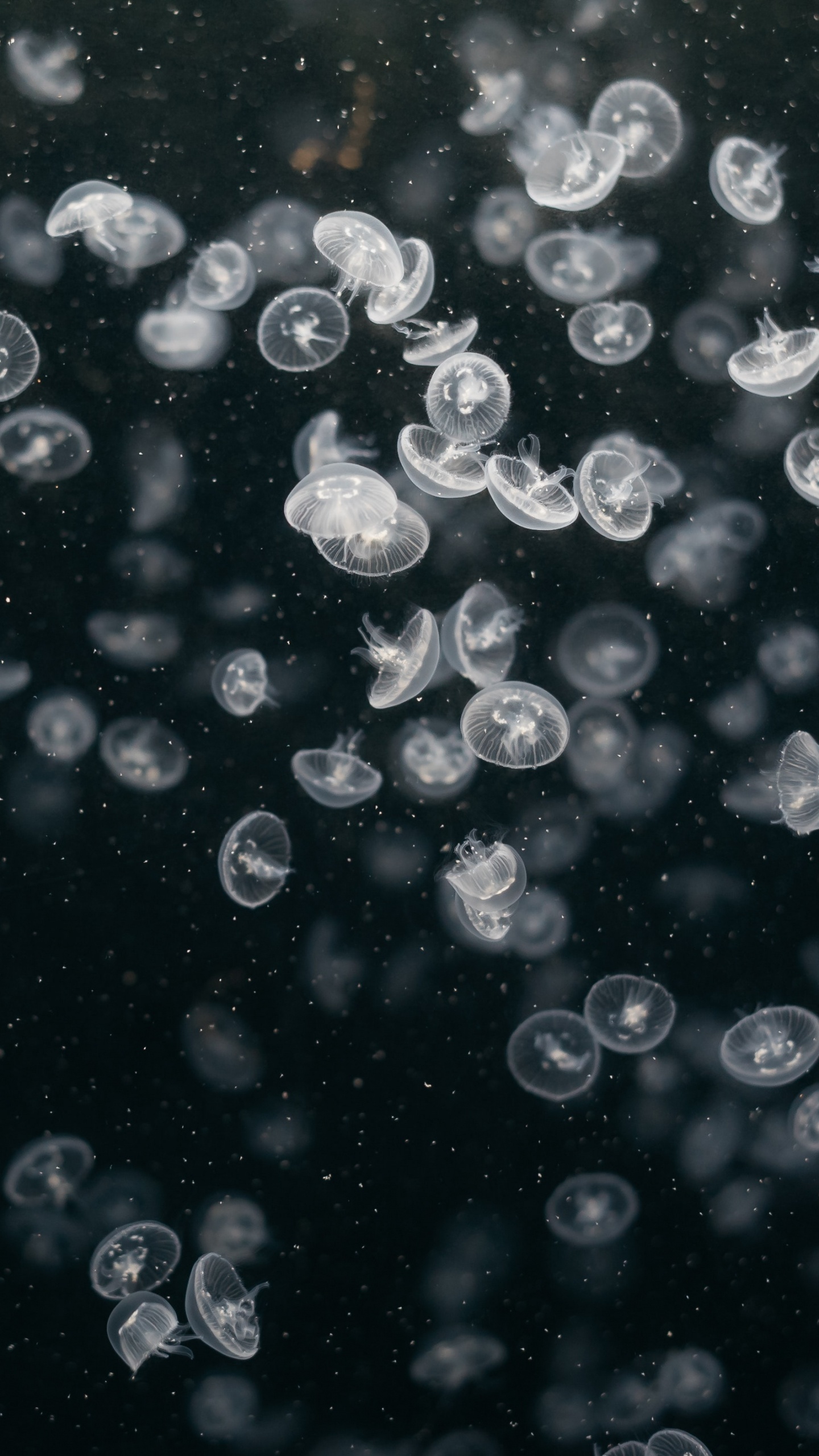 Gouttelettes D'eau Sur Fond Noir. Wallpaper in 1440x2560 Resolution