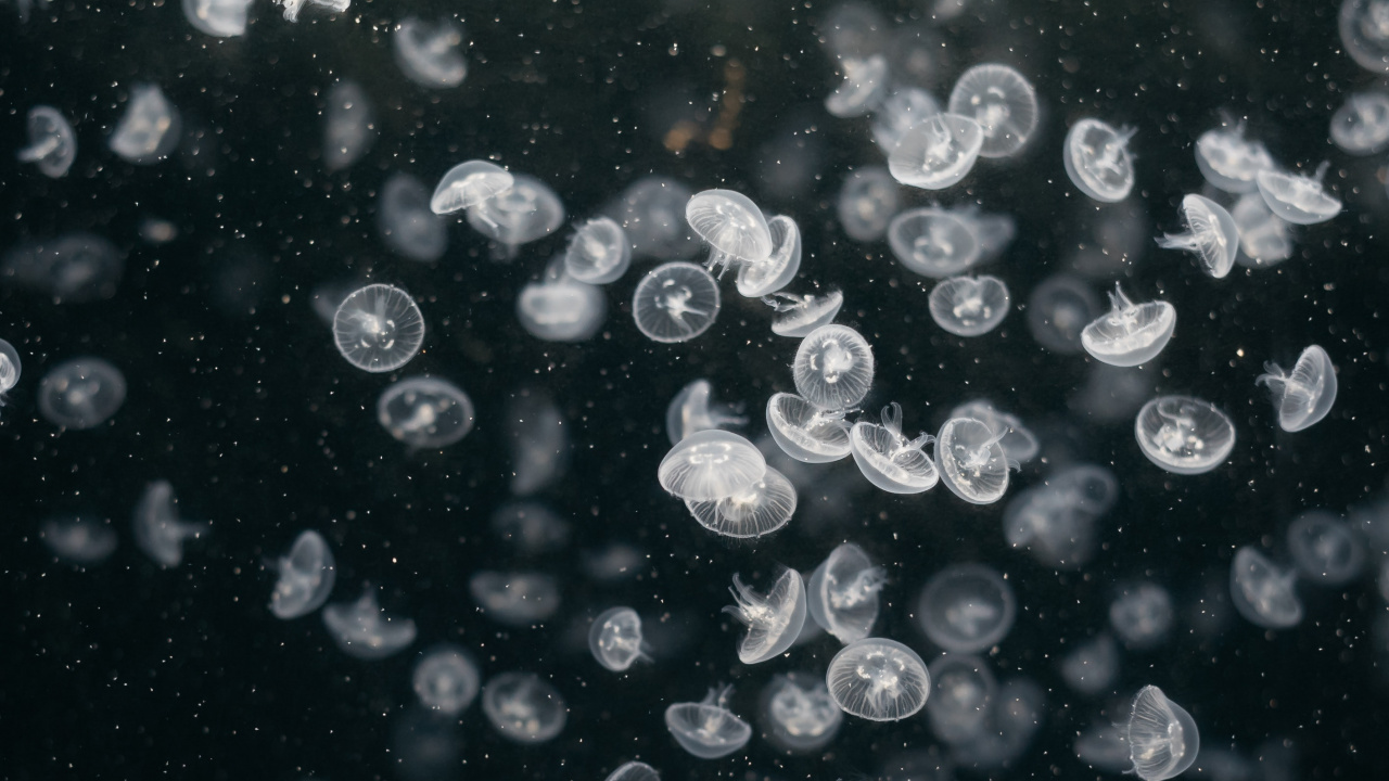 圆圈, 液泡沫, 空间, 水母, 科学 壁纸 1280x720 允许