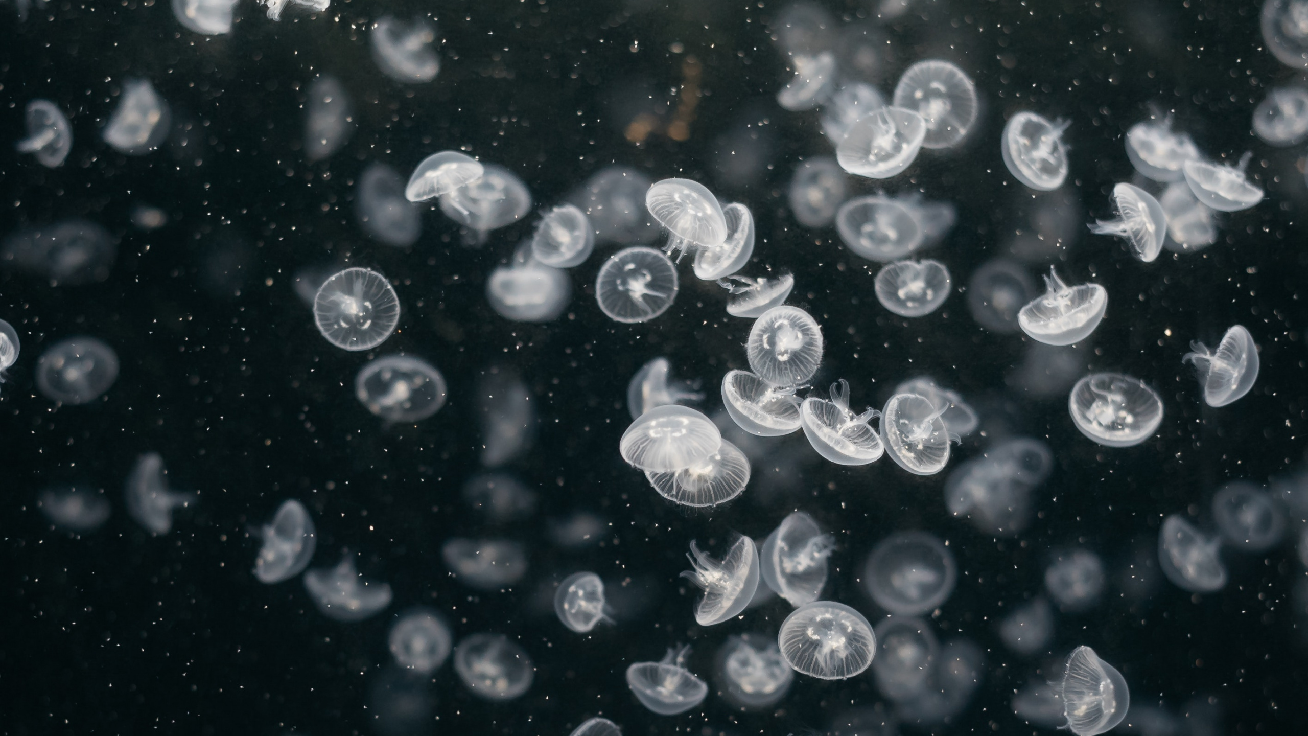 圆圈, 液泡沫, 空间, 水母, 科学 壁纸 2560x1440 允许