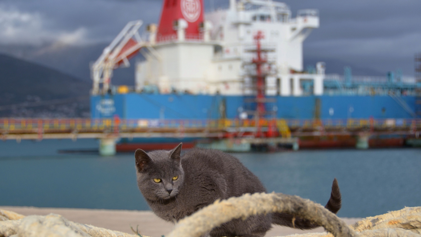 Chat Noir Sur Textile Blanc et Jaune Près D'un Plan D'eau Pendant la Journée. Wallpaper in 1366x768 Resolution