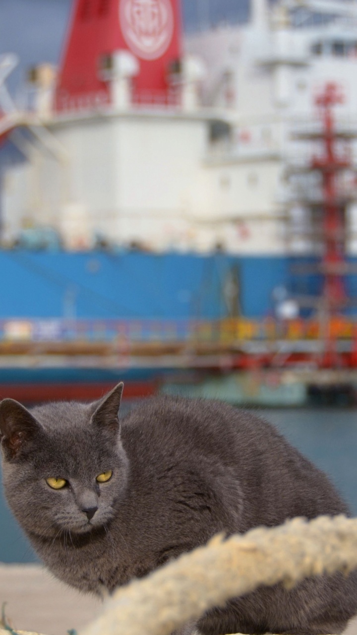 Chat Noir Sur Textile Blanc et Jaune Près D'un Plan D'eau Pendant la Journée. Wallpaper in 720x1280 Resolution