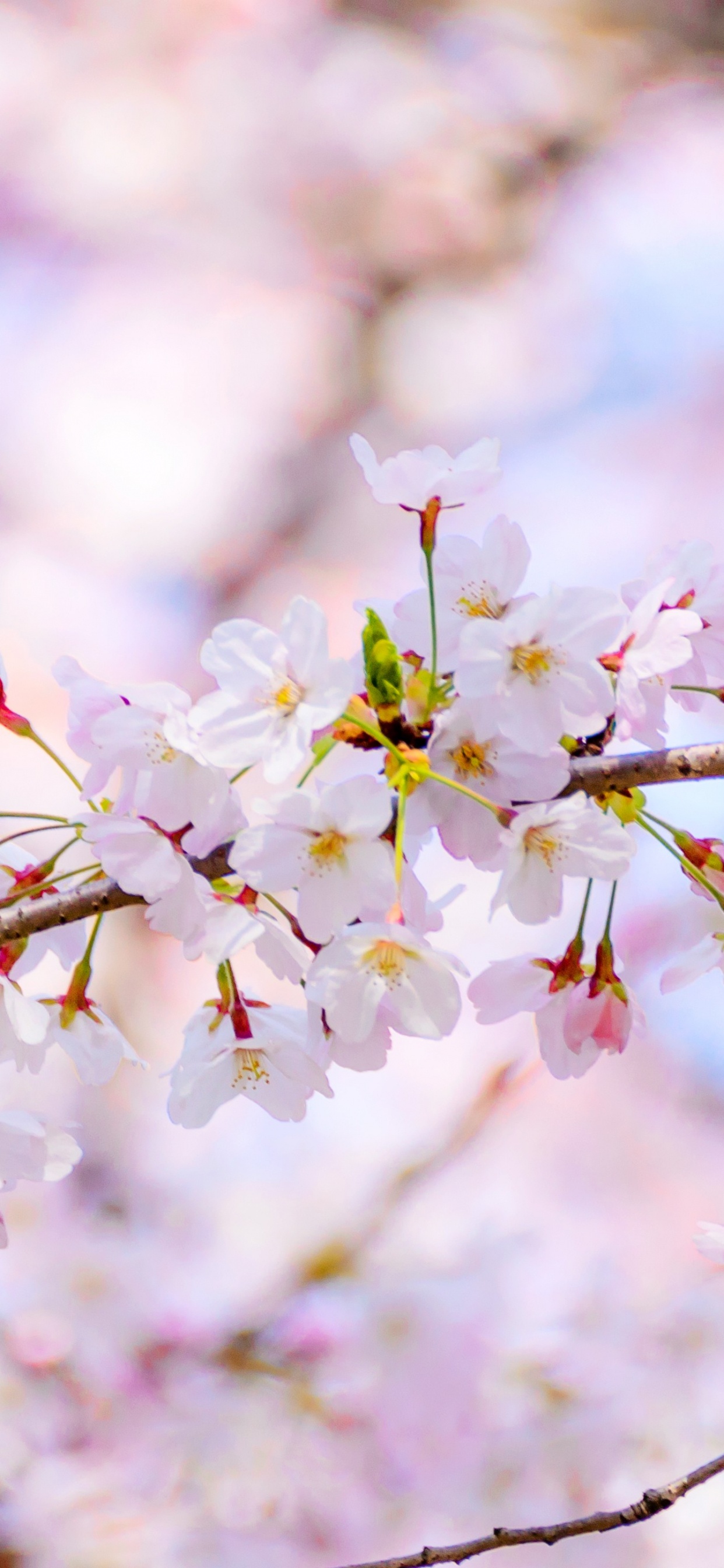 Blossom, Flower, Daytime, Plant, Petal. Wallpaper in 1242x2688 Resolution