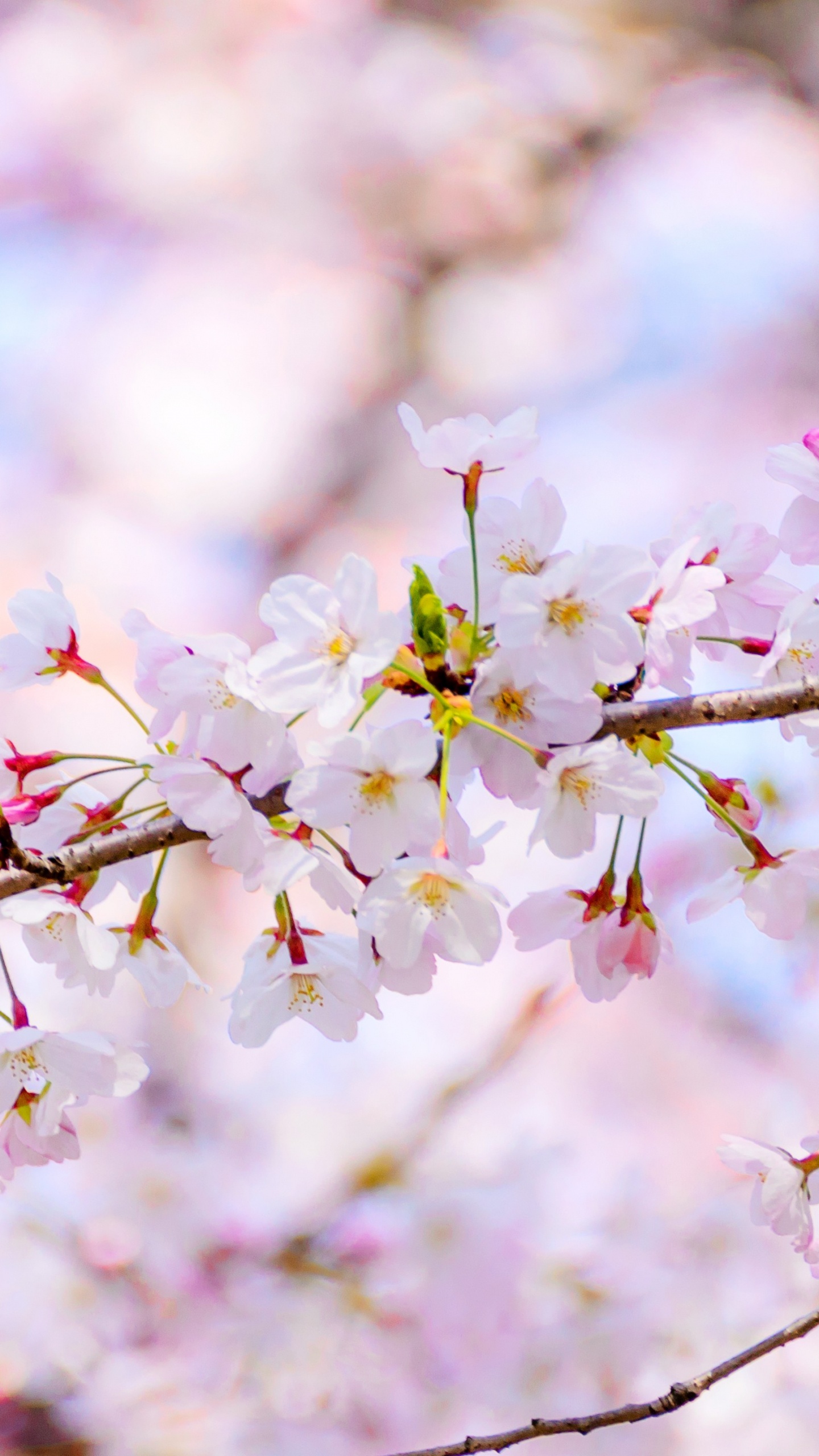 Blossom, Flower, Daytime, Plant, Petal. Wallpaper in 1440x2560 Resolution