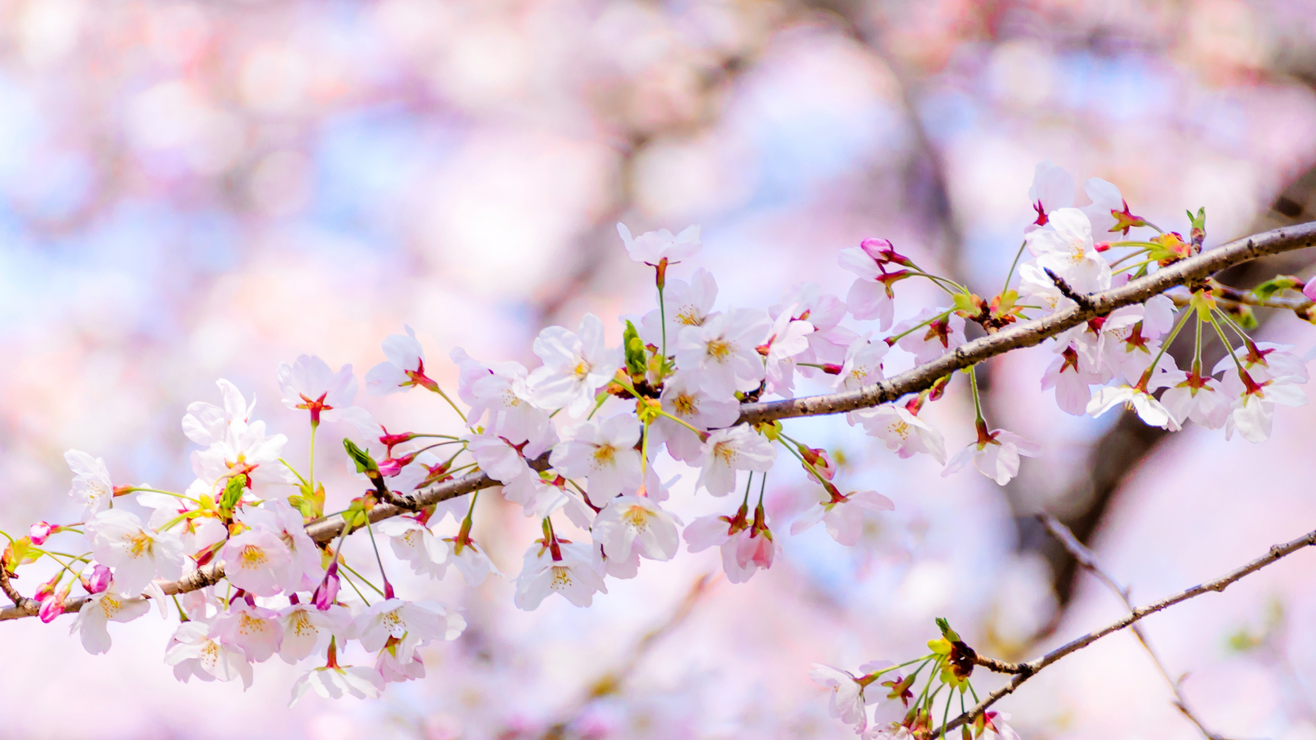 Blossom, Flower, Daytime, Plant, Petal. Wallpaper in 1920x1080 Resolution