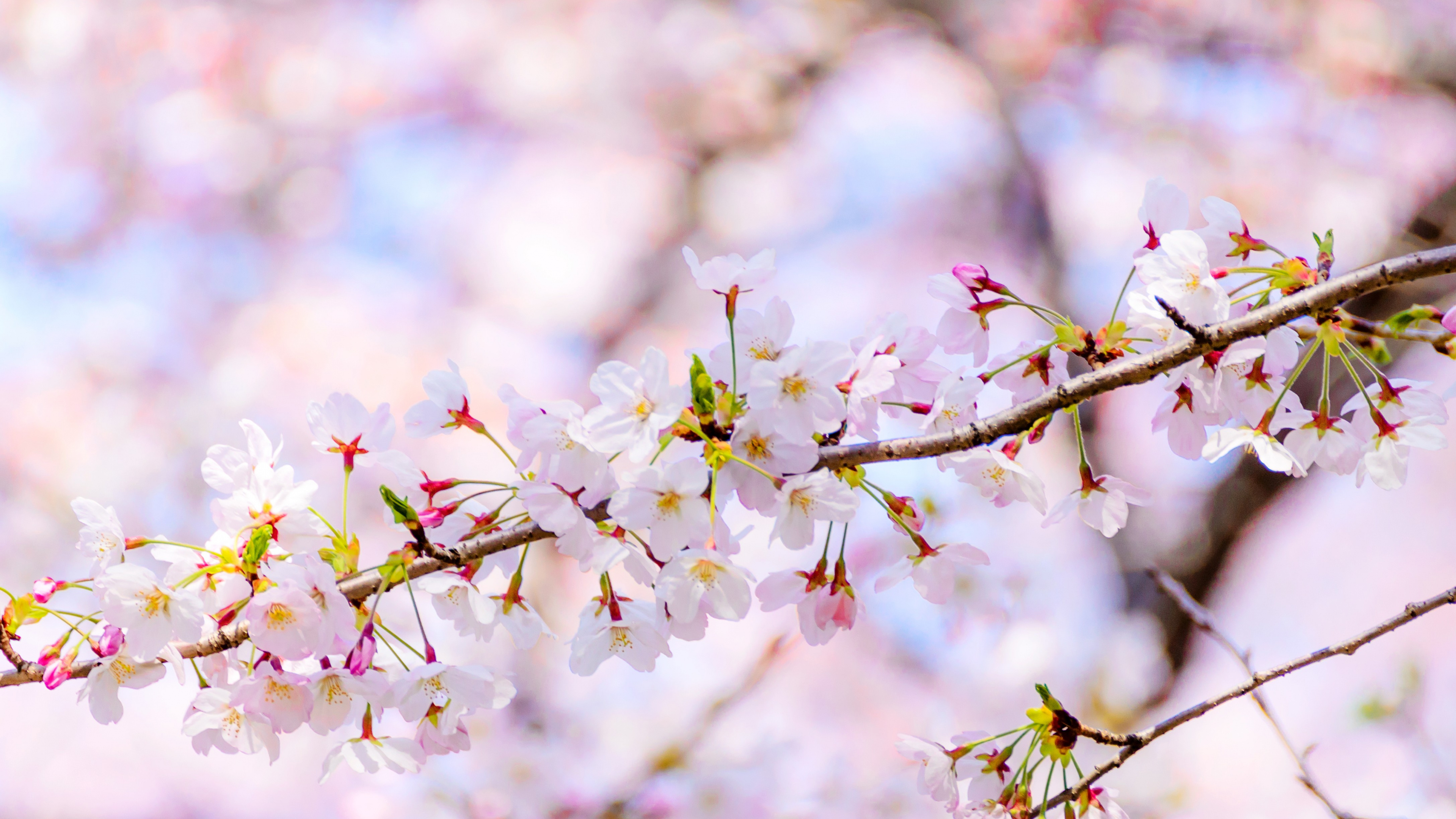 Blossom, Flower, Daytime, Plant, Petal. Wallpaper in 3840x2160 Resolution