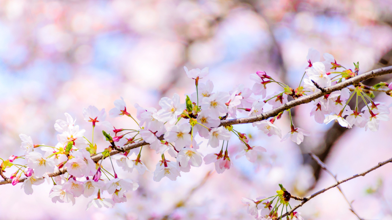 Tageszeit, Blütenblatt, Naturlandschaft, Zweig, Branch. Wallpaper in 1366x768 Resolution