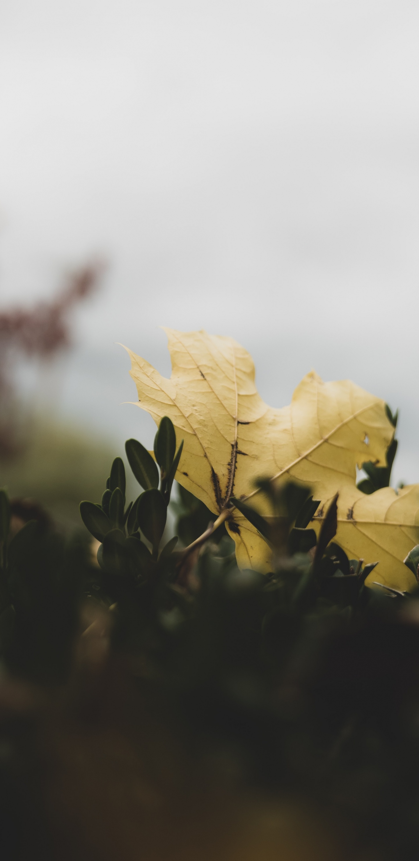 Feuille D'érable Jaune en Photographie Rapprochée. Wallpaper in 1440x2960 Resolution