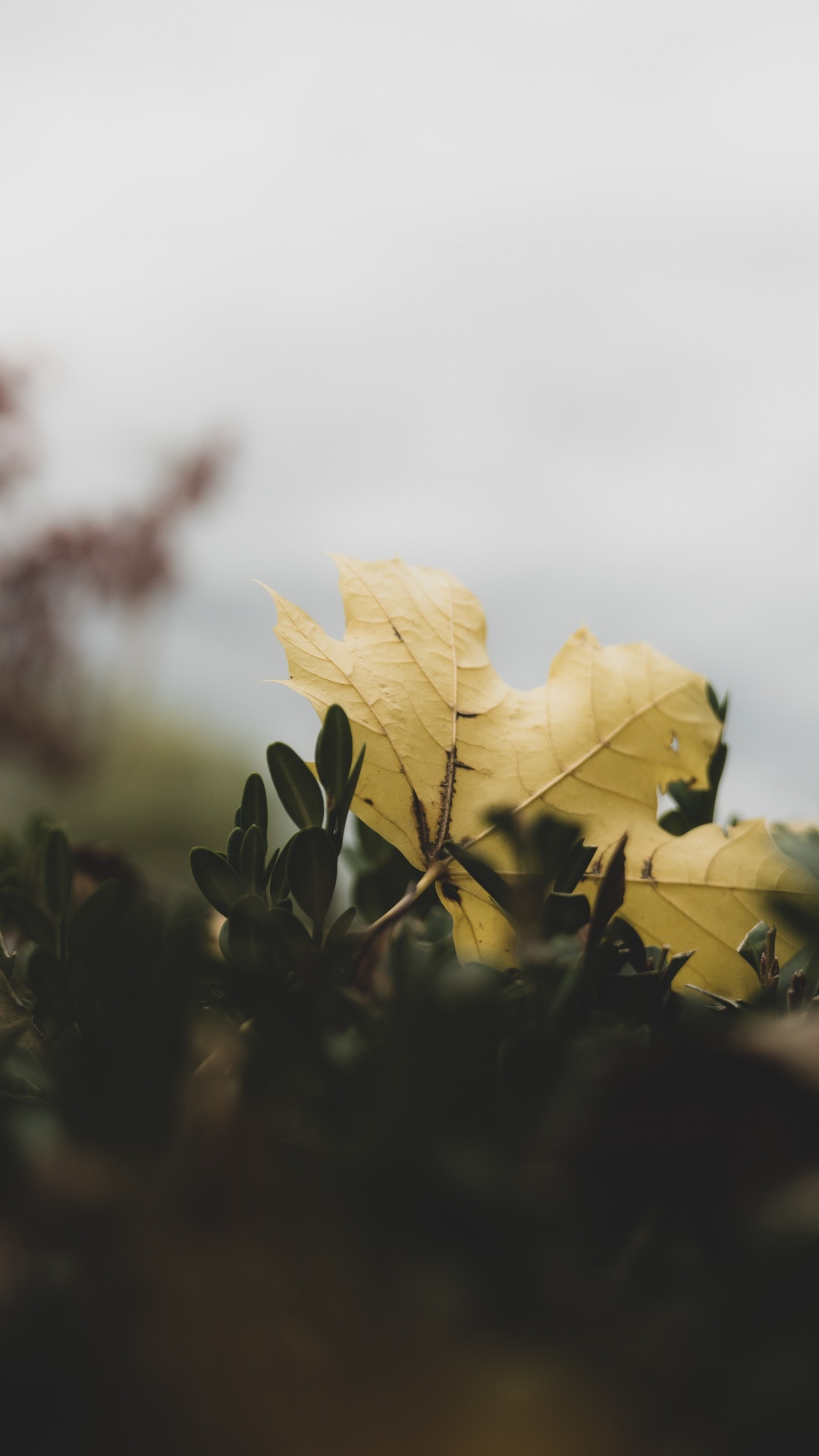 Yellow Maple Leaf in Close up Photography. Wallpaper in 1080x1920 Resolution