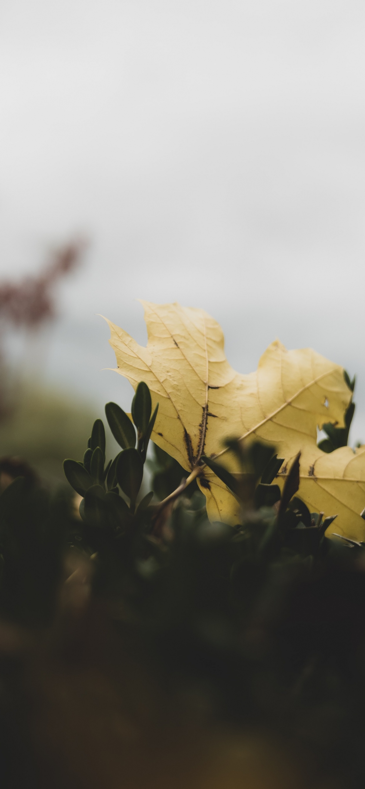 Yellow Maple Leaf in Close up Photography. Wallpaper in 1242x2688 Resolution