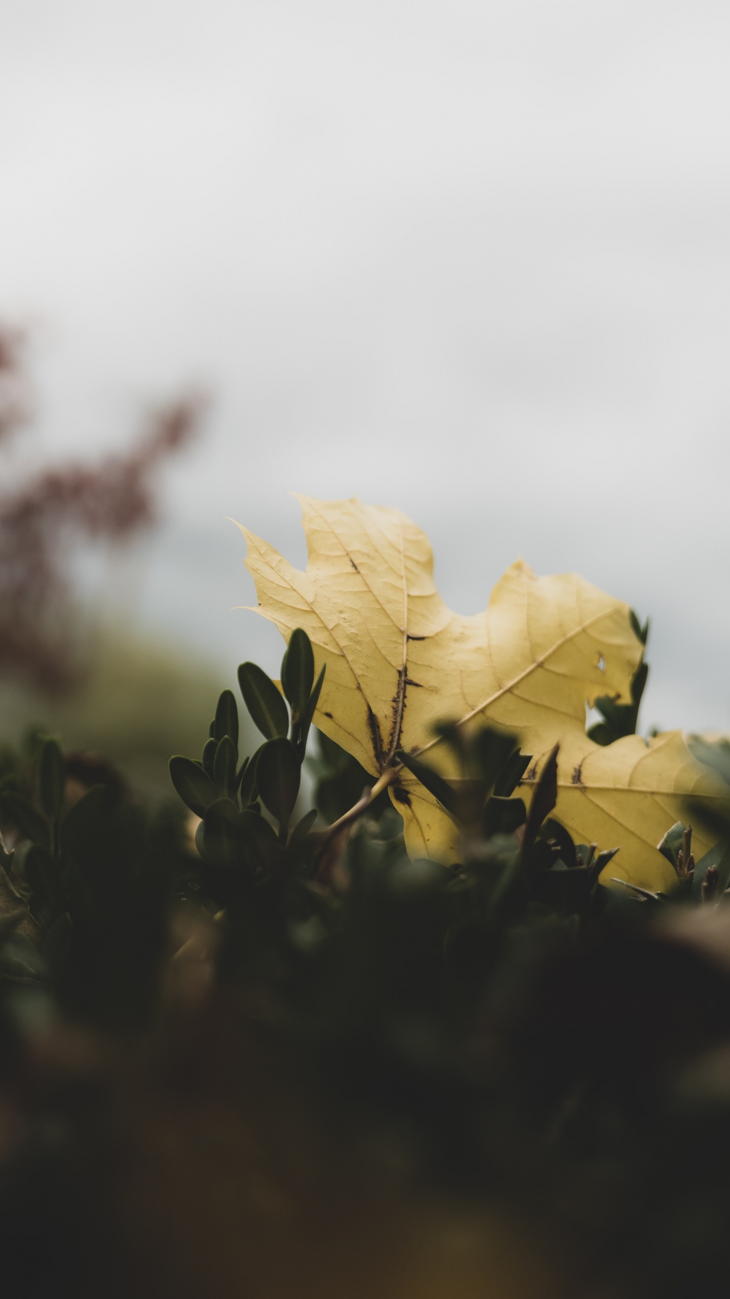 Yellow Maple Leaf in Close up Photography. Wallpaper in 1440x2560 Resolution
