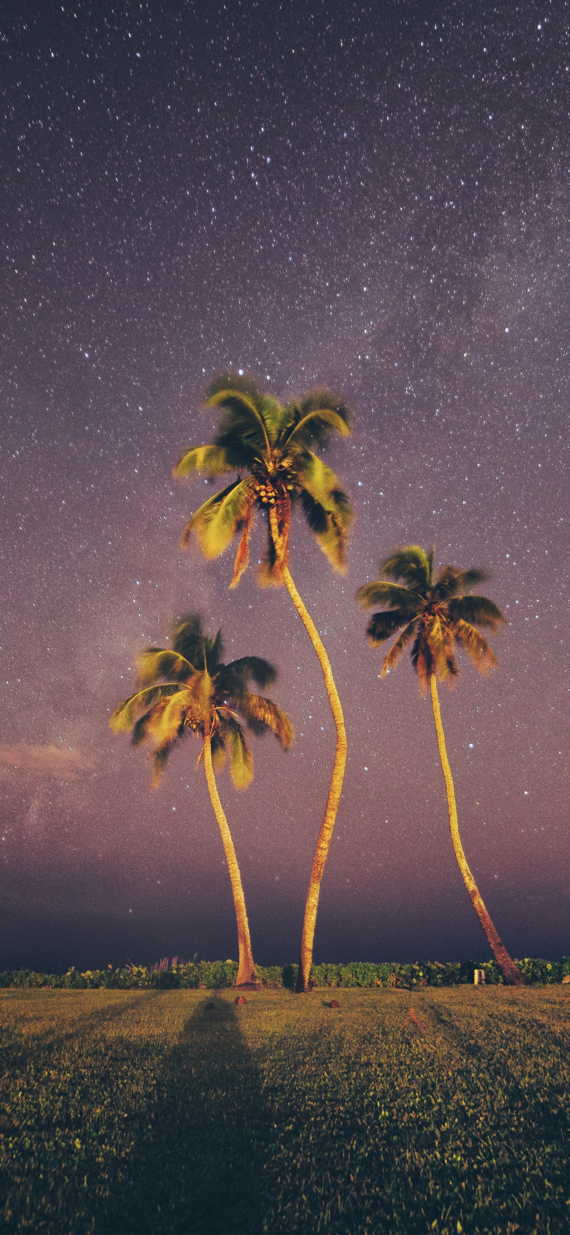 Palms, Natur, Baum, Atmosphäre, Natürlichen Umgebung. Wallpaper in 1125x2436 Resolution