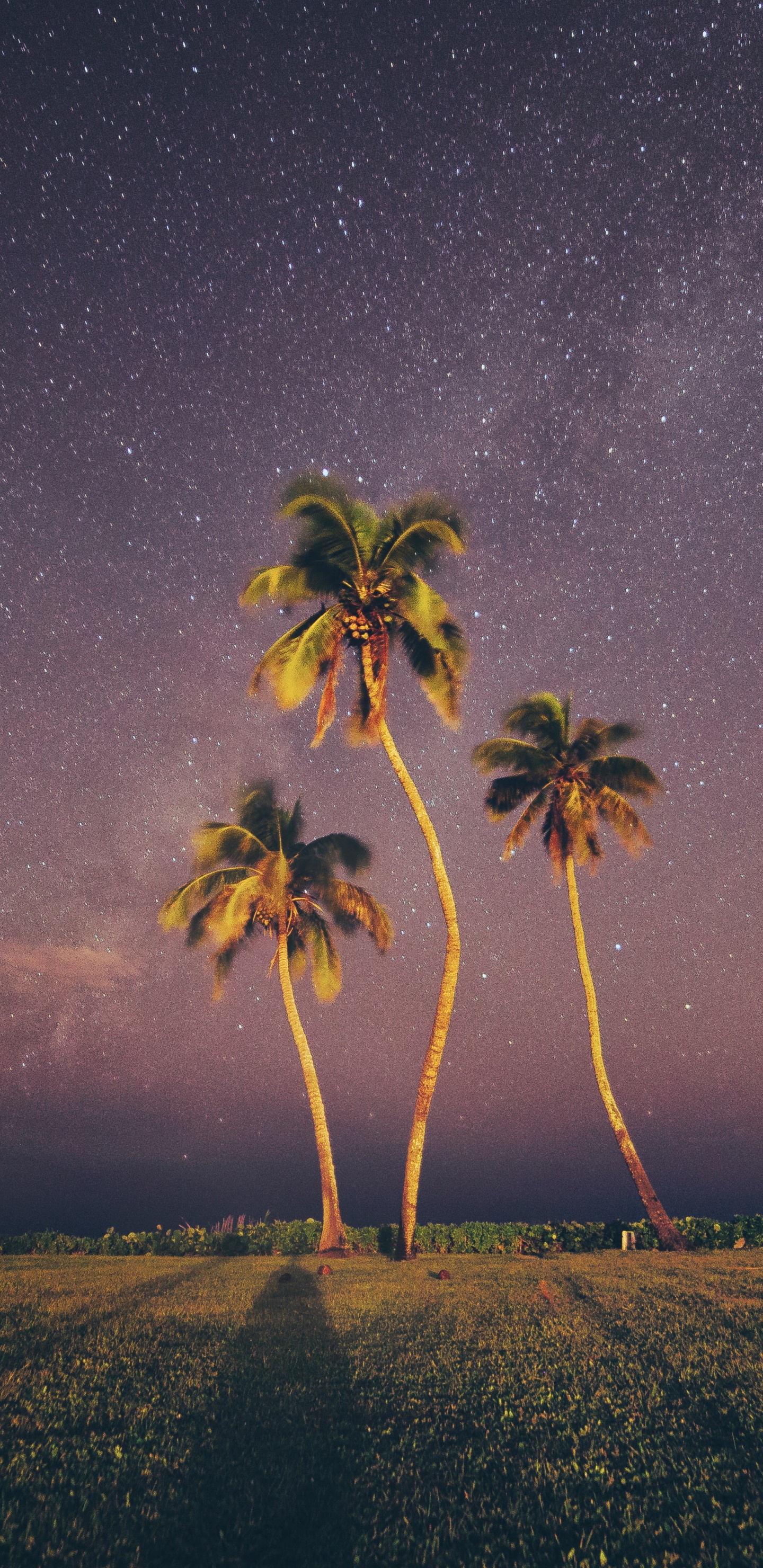 Palms, Natur, Baum, Atmosphäre, Natürlichen Umgebung. Wallpaper in 1440x2960 Resolution