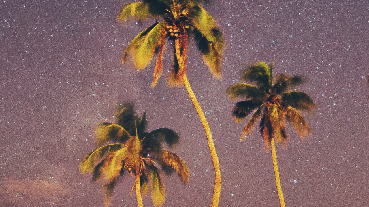 Palms, Nature, Tree, Landscape, Atmosphere. Wallpaper in 1280x720 Resolution