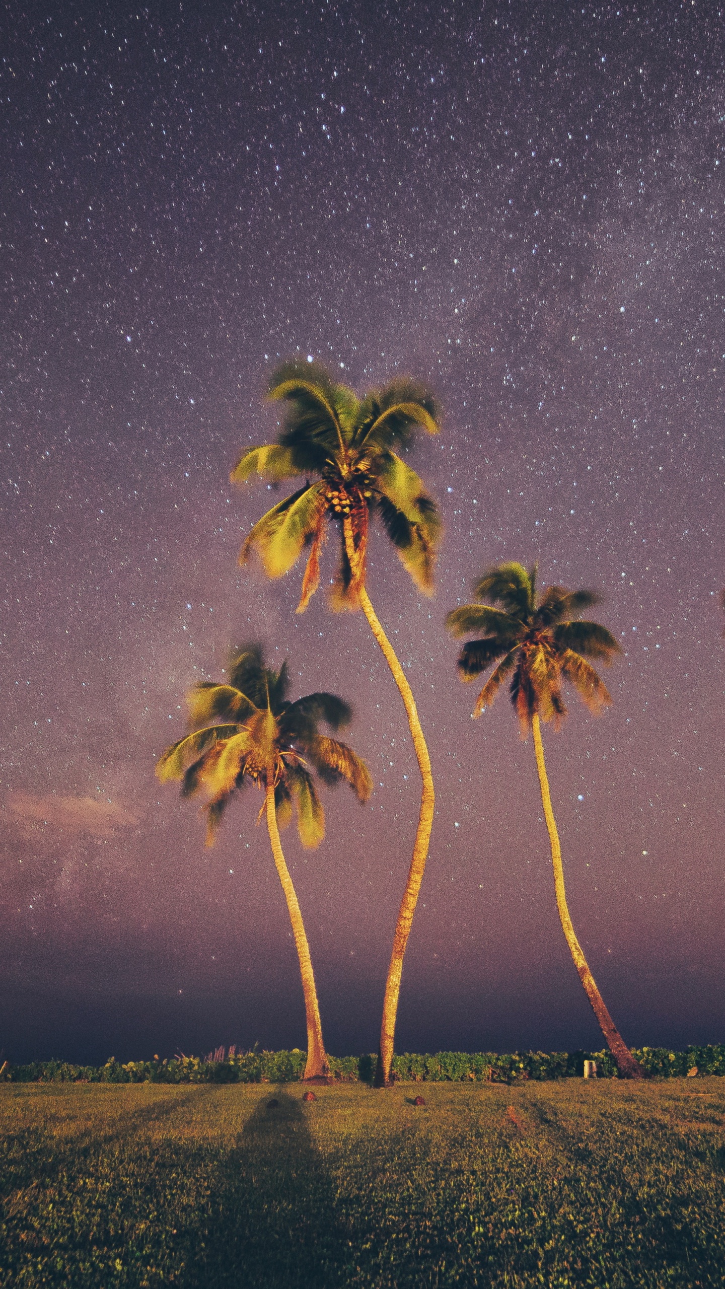 Palms, Nature, Tree, Landscape, Atmosphere. Wallpaper in 1440x2560 Resolution