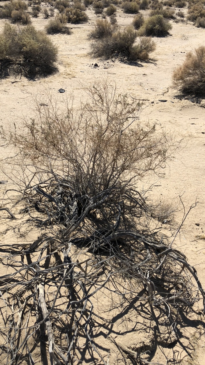 Flora, Sand, Plant Community, Shrubland, Subshrub. Wallpaper in 720x1280 Resolution