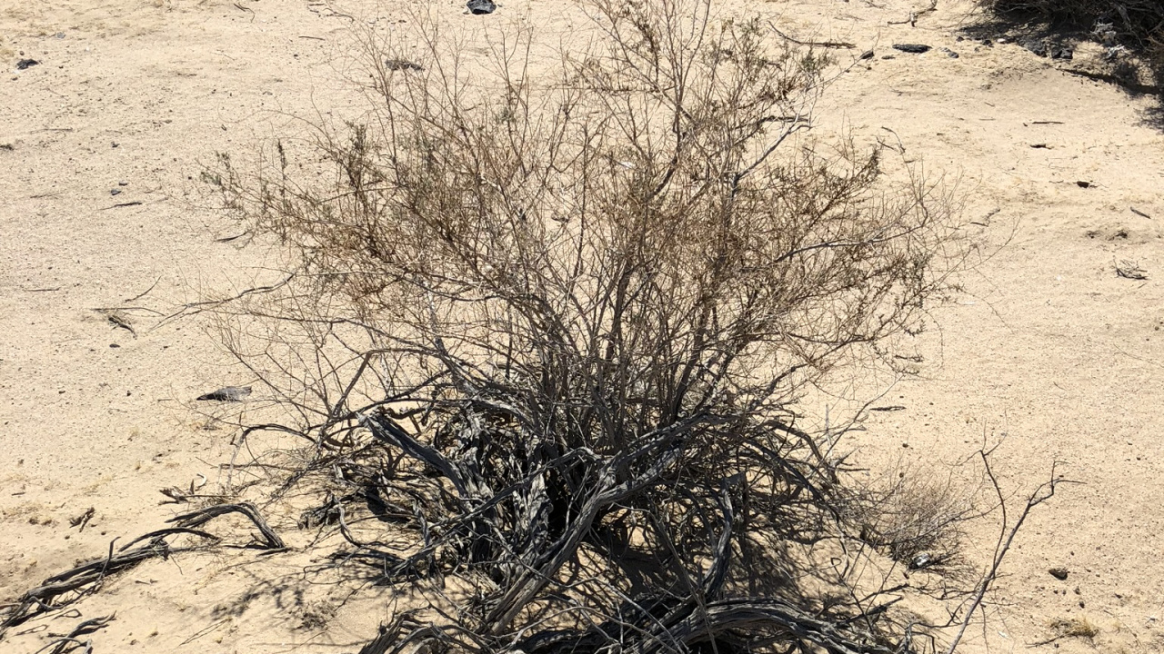 菌群, 沙, 植物群, Subshrub, 风积地貌 壁纸 1280x720 允许