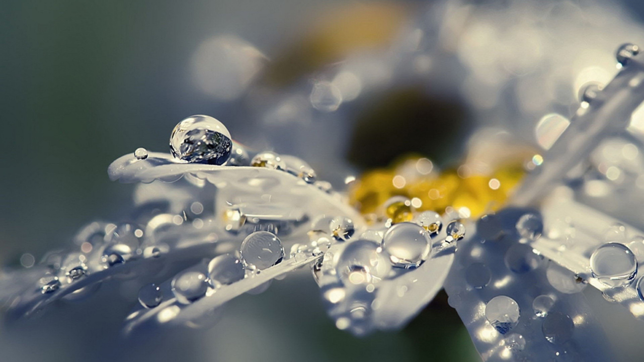 Agua, Pétalo, Líquido, Humedad, Ramita. Wallpaper in 1280x720 Resolution