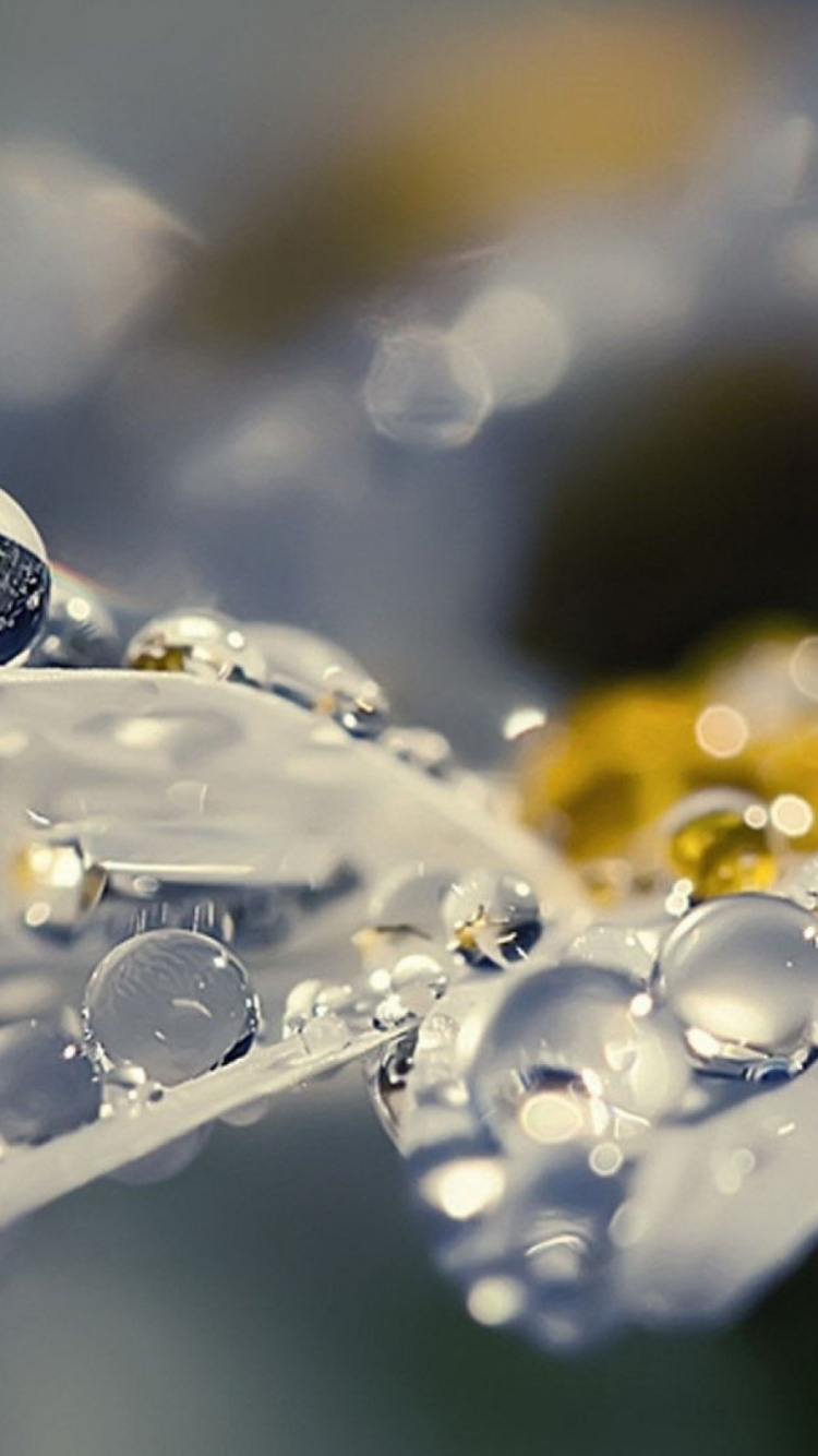 Agua, Pétalo, Líquido, Humedad, Ramita. Wallpaper in 750x1334 Resolution