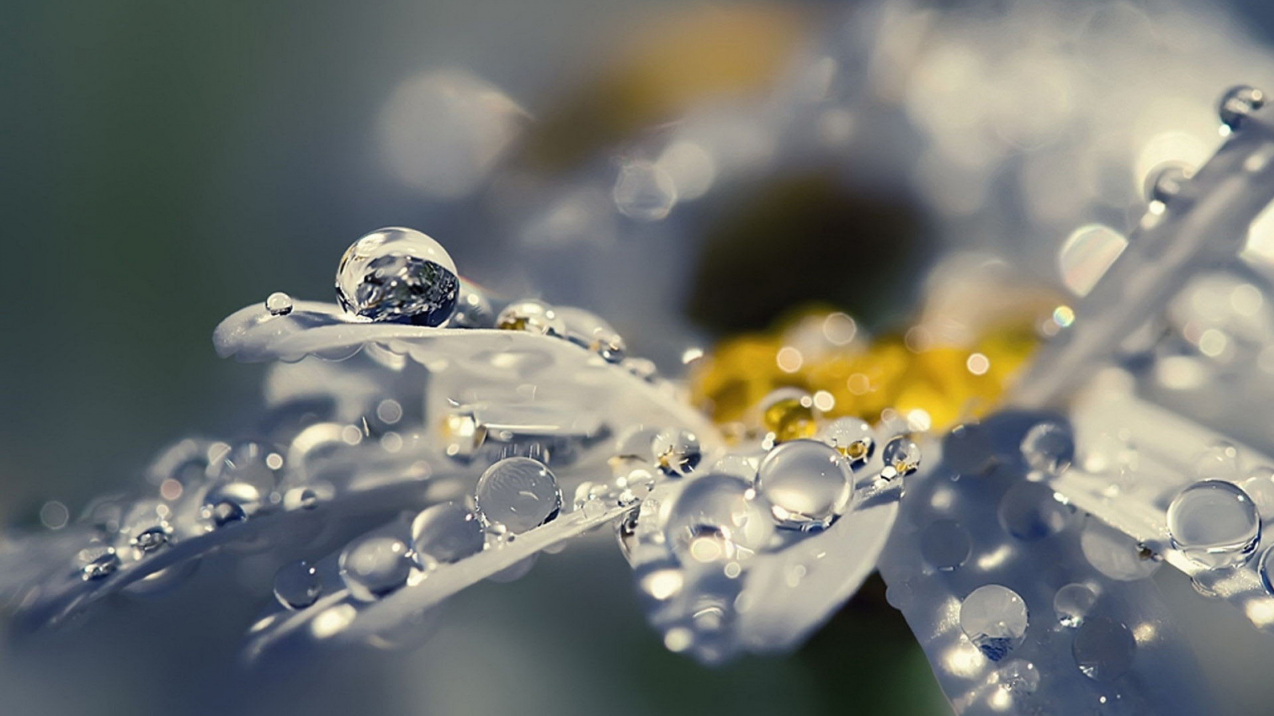 Eau, Liquid, Pétale, Fluide, Humidité. Wallpaper in 2560x1440 Resolution