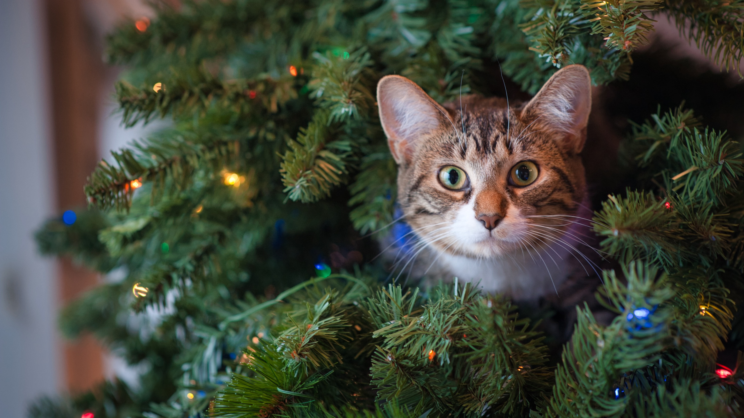 Braun Getigerte Katze Auf Grünem Weihnachtsbaum. Wallpaper in 2560x1440 Resolution