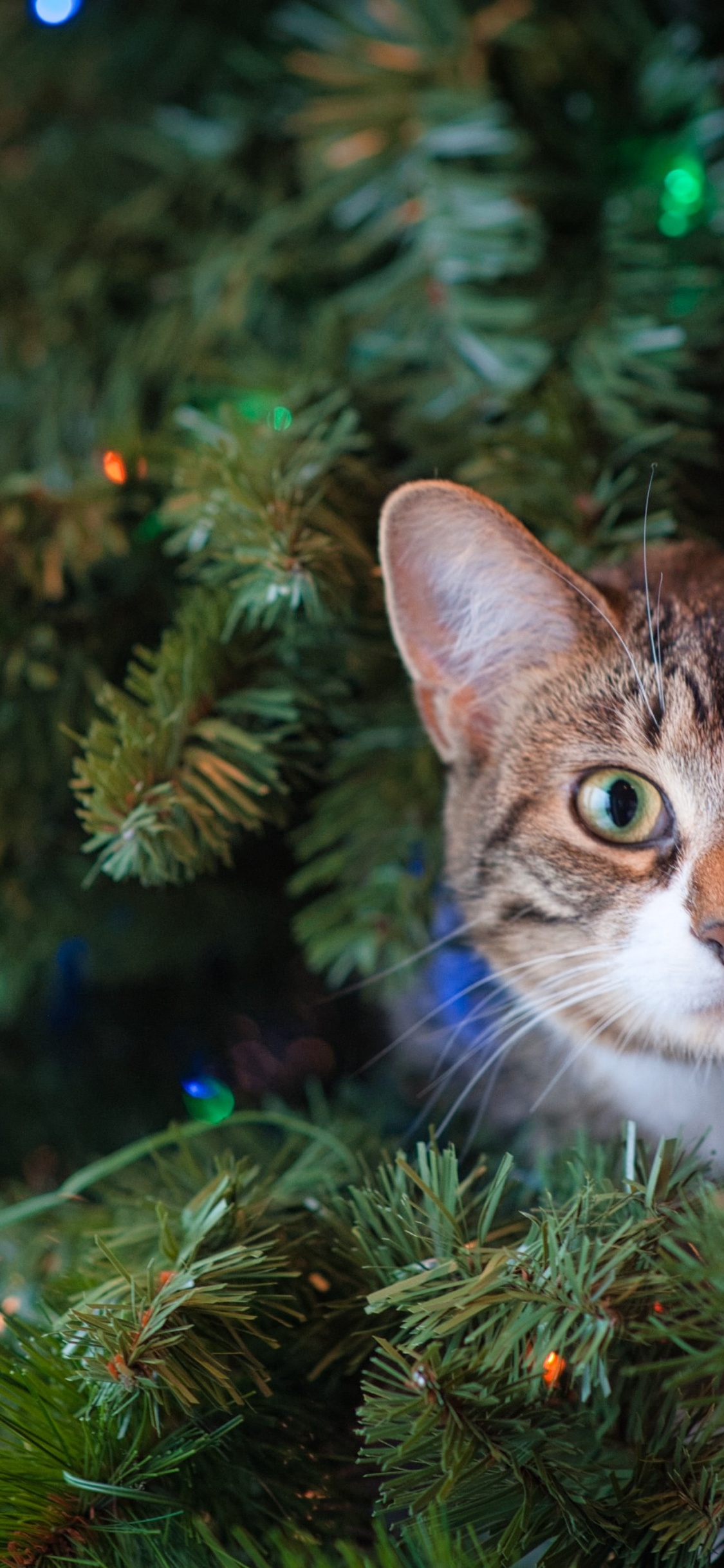 Chat Tigré Brun Sur L'arbre de Noël Vert. Wallpaper in 1125x2436 Resolution