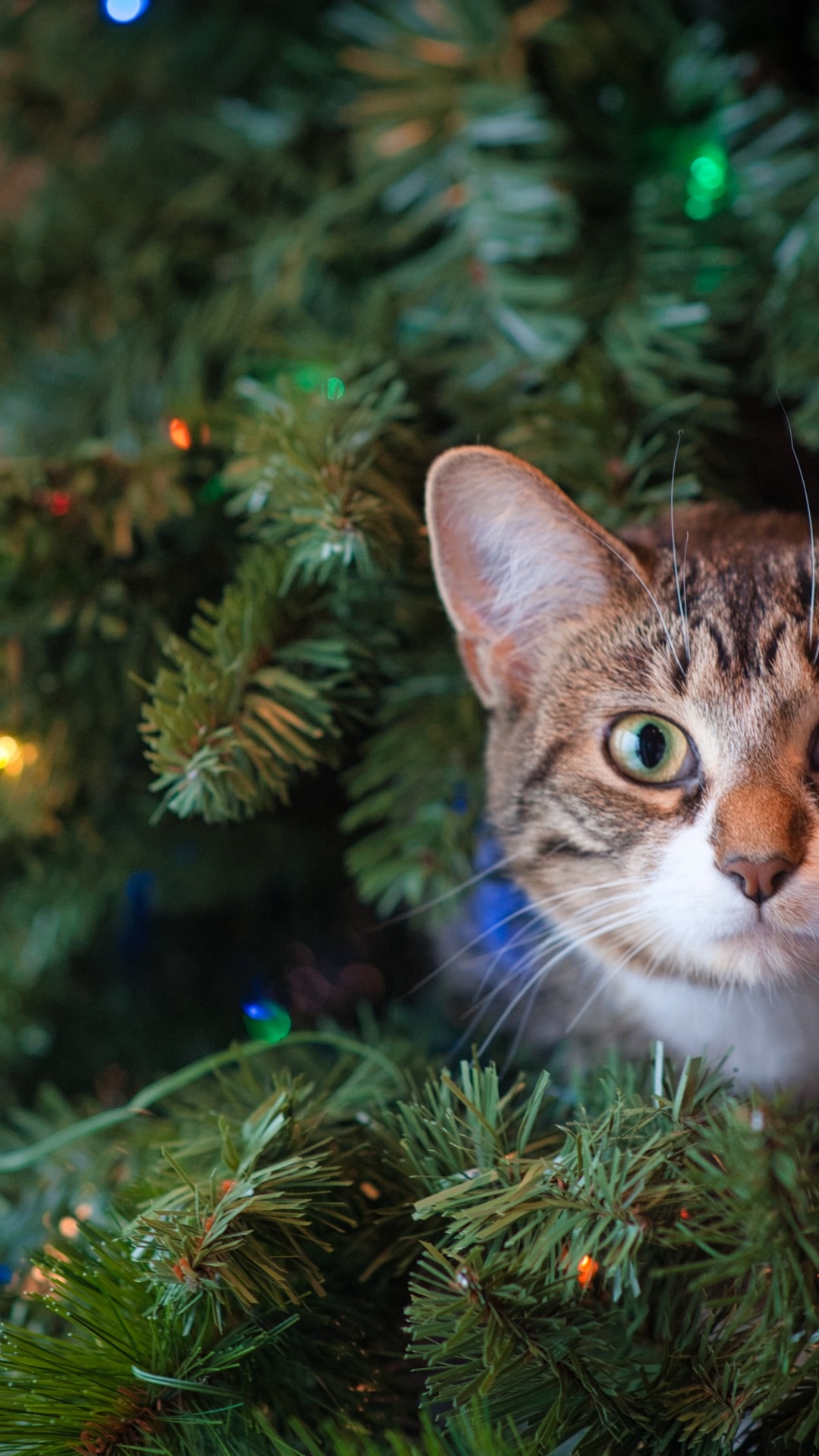 Gato Atigrado Marrón en el Árbol de Navidad Verde. Wallpaper in 1080x1920 Resolution