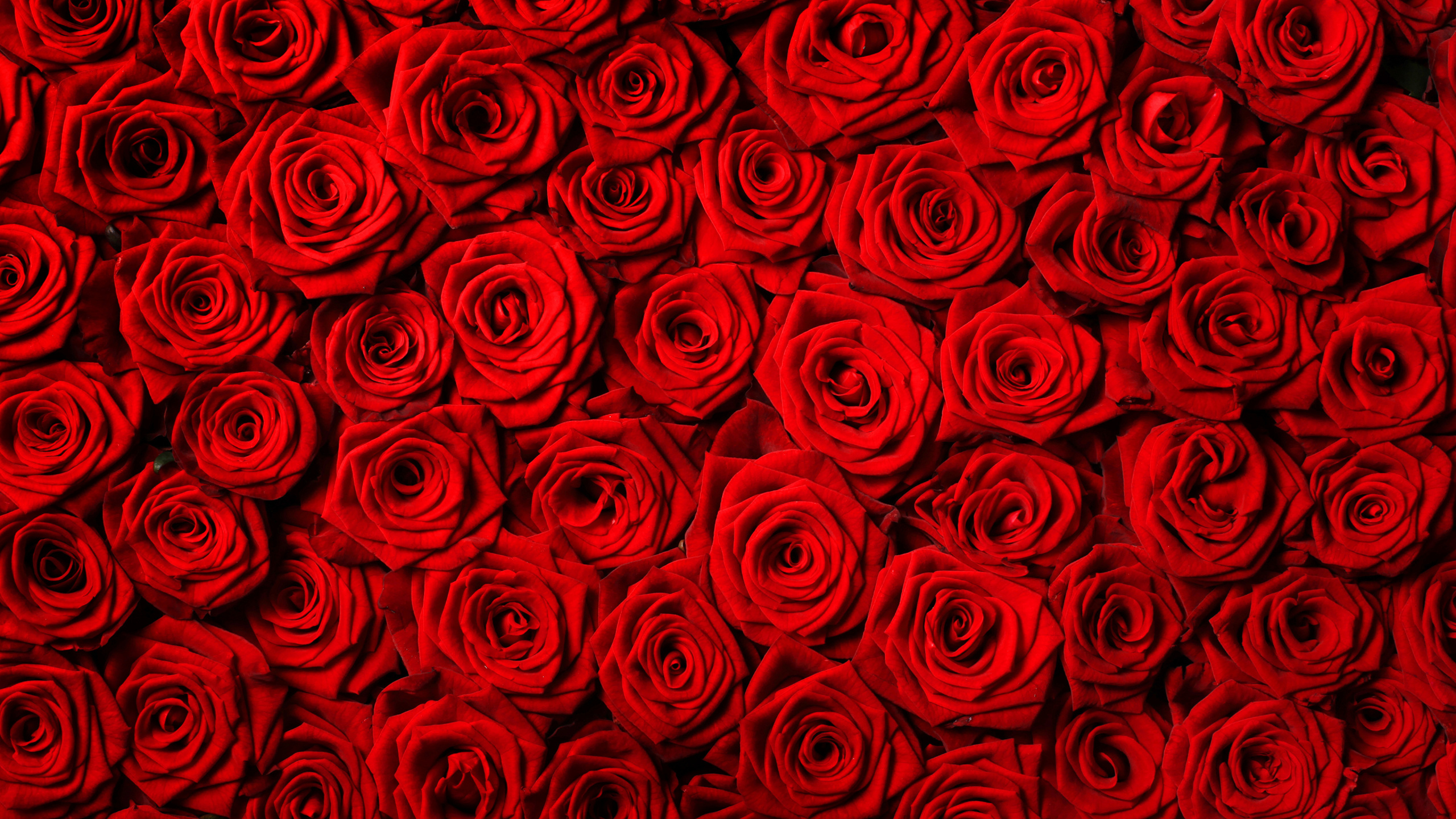 Rotes Und Schwarzes Florales Textil. Wallpaper in 2560x1440 Resolution