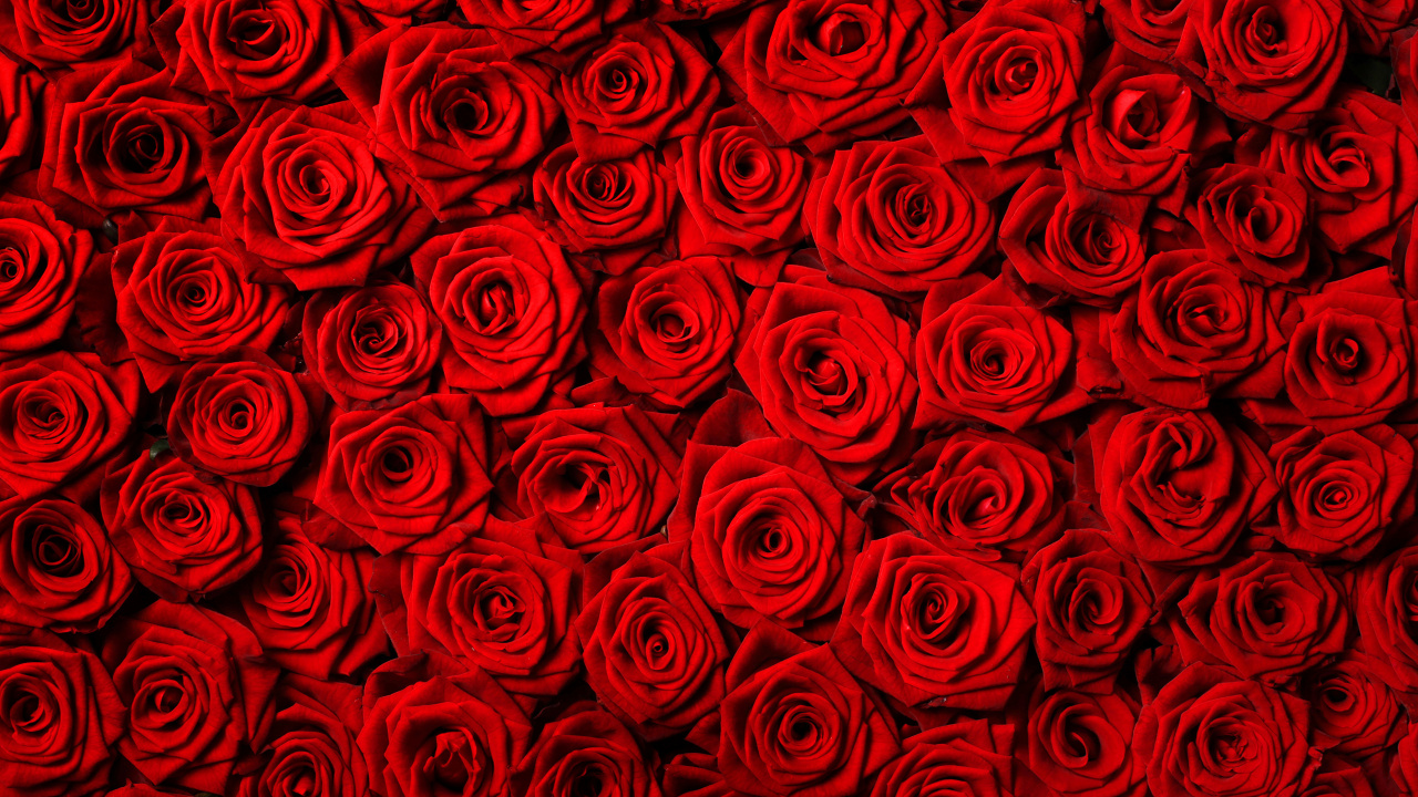 Red and Black Floral Textile. Wallpaper in 1280x720 Resolution
