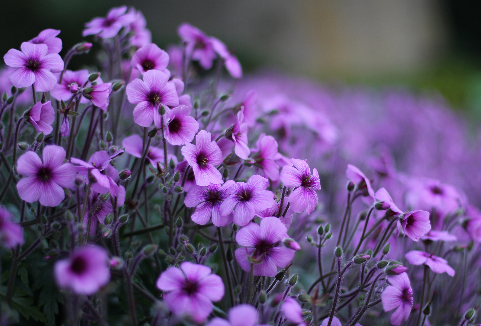 Fondos De Pantalla De Flores Moradas Arreglo De Flores Moradas De