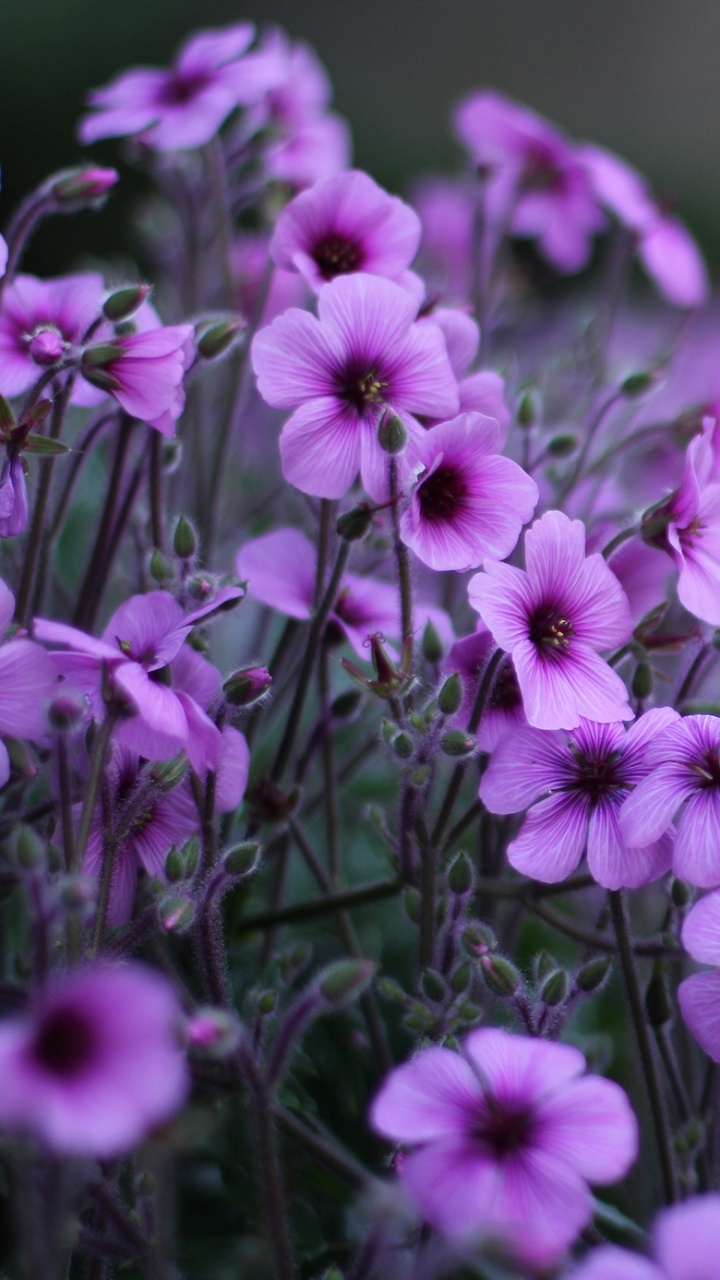 Purple Flowers in Tilt Shift Lens. Wallpaper in 720x1280 Resolution