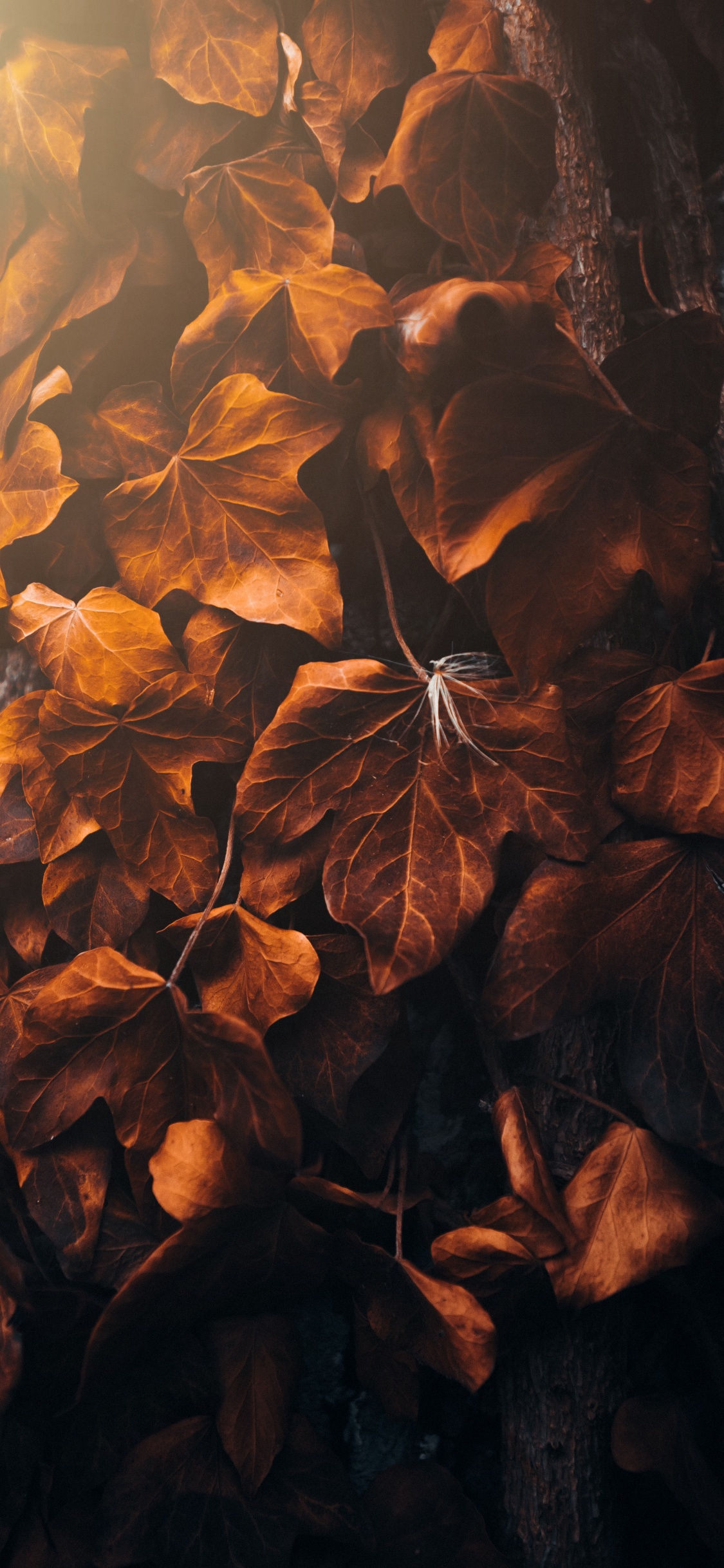 Leaf, Brown, Amber, Branch, Wood. Wallpaper in 1125x2436 Resolution
