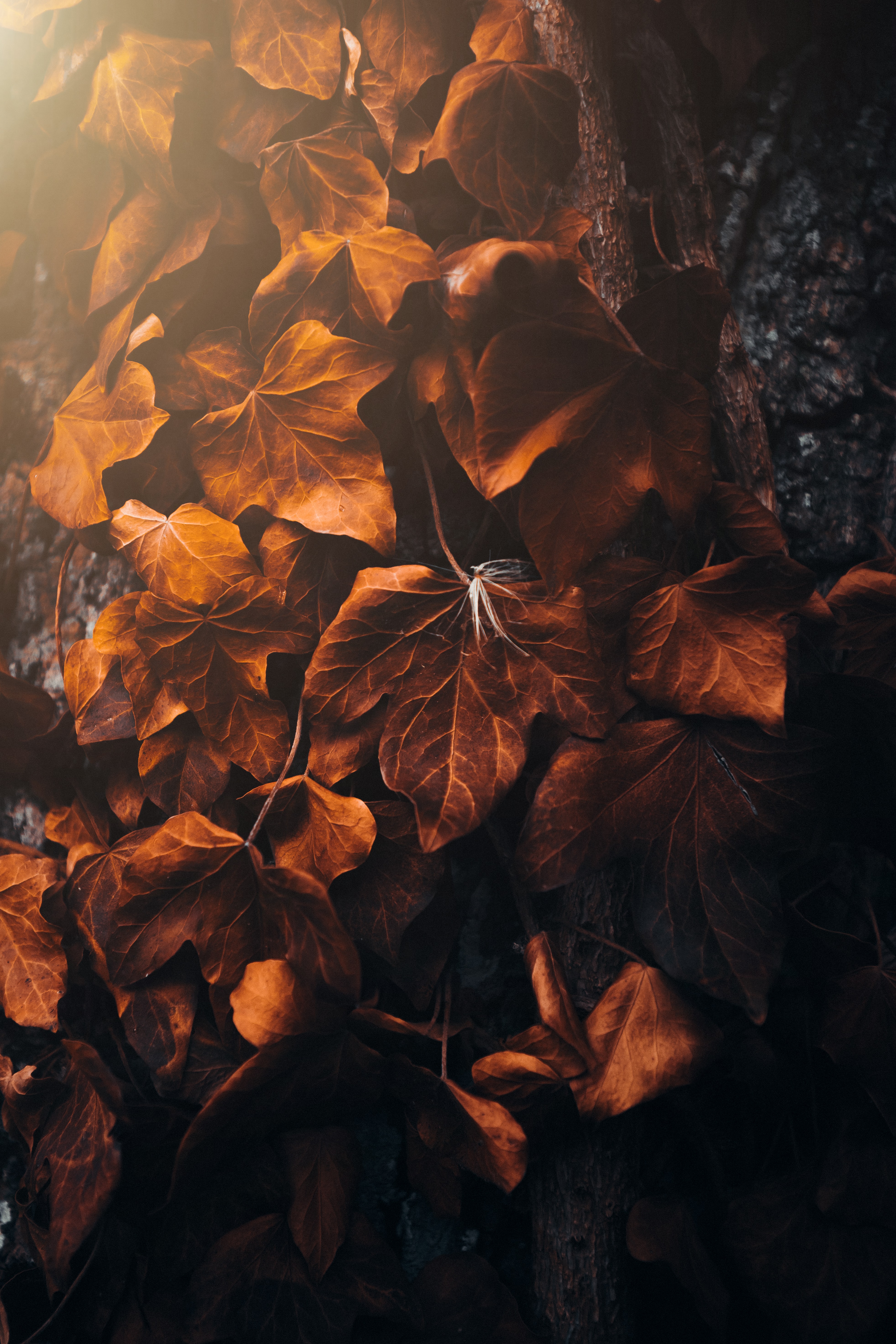 Fall Aesthetic Pictures  Download Free Images on Unsplash