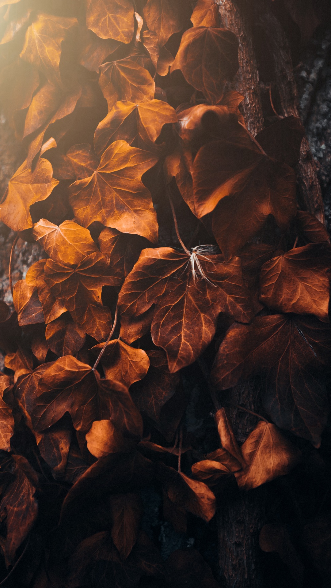 Morena, Ambar, Sucursal, Madera, Naranja. Wallpaper in 1080x1920 Resolution