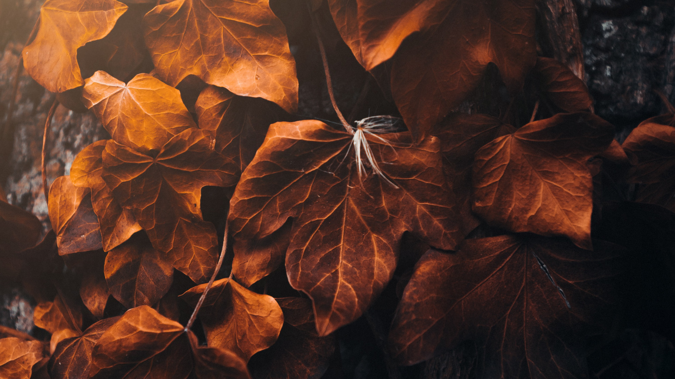 Morena, Ambar, Sucursal, Madera, Naranja. Wallpaper in 1366x768 Resolution