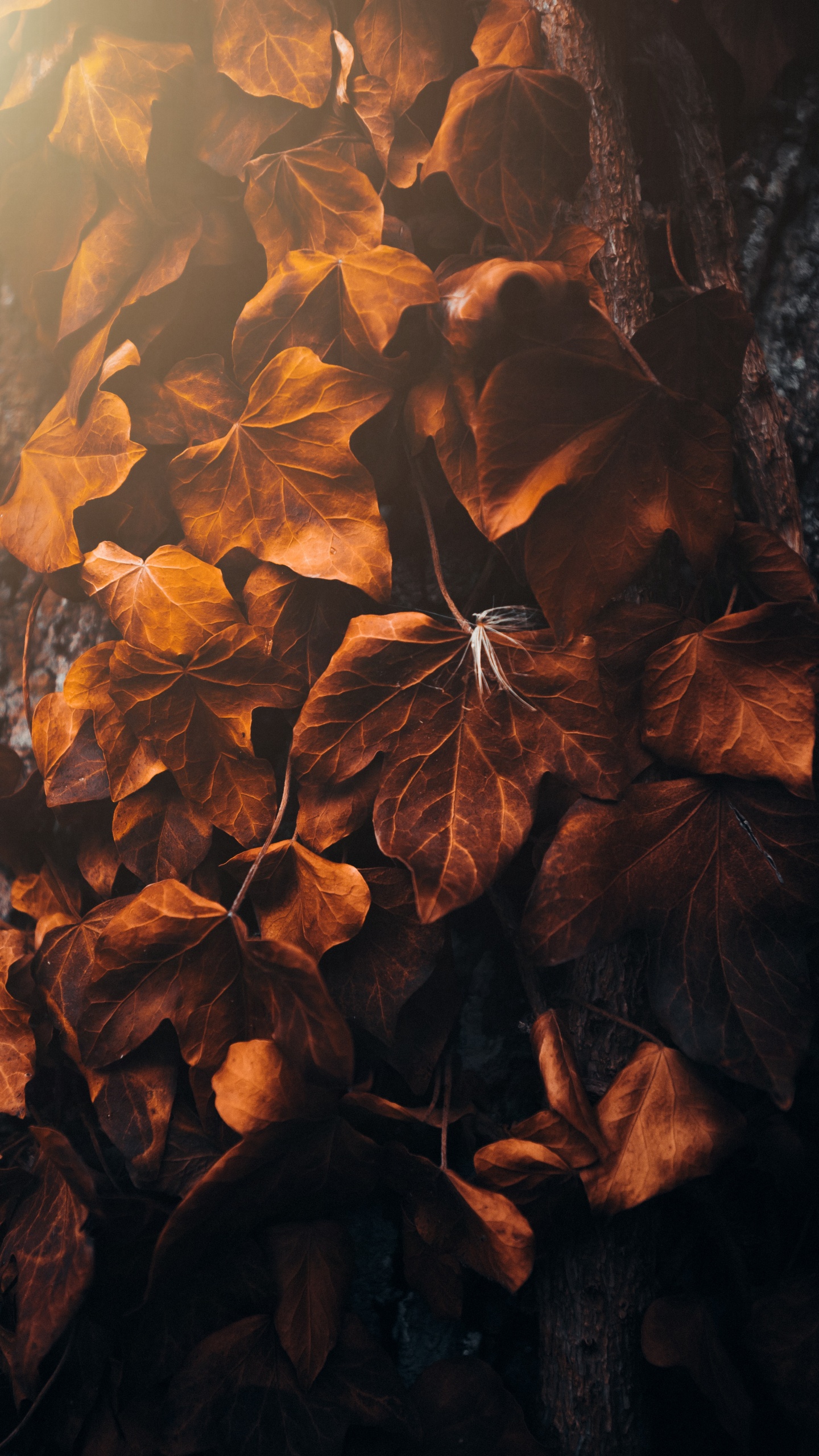 Morena, Ambar, Sucursal, Madera, Naranja. Wallpaper in 1440x2560 Resolution