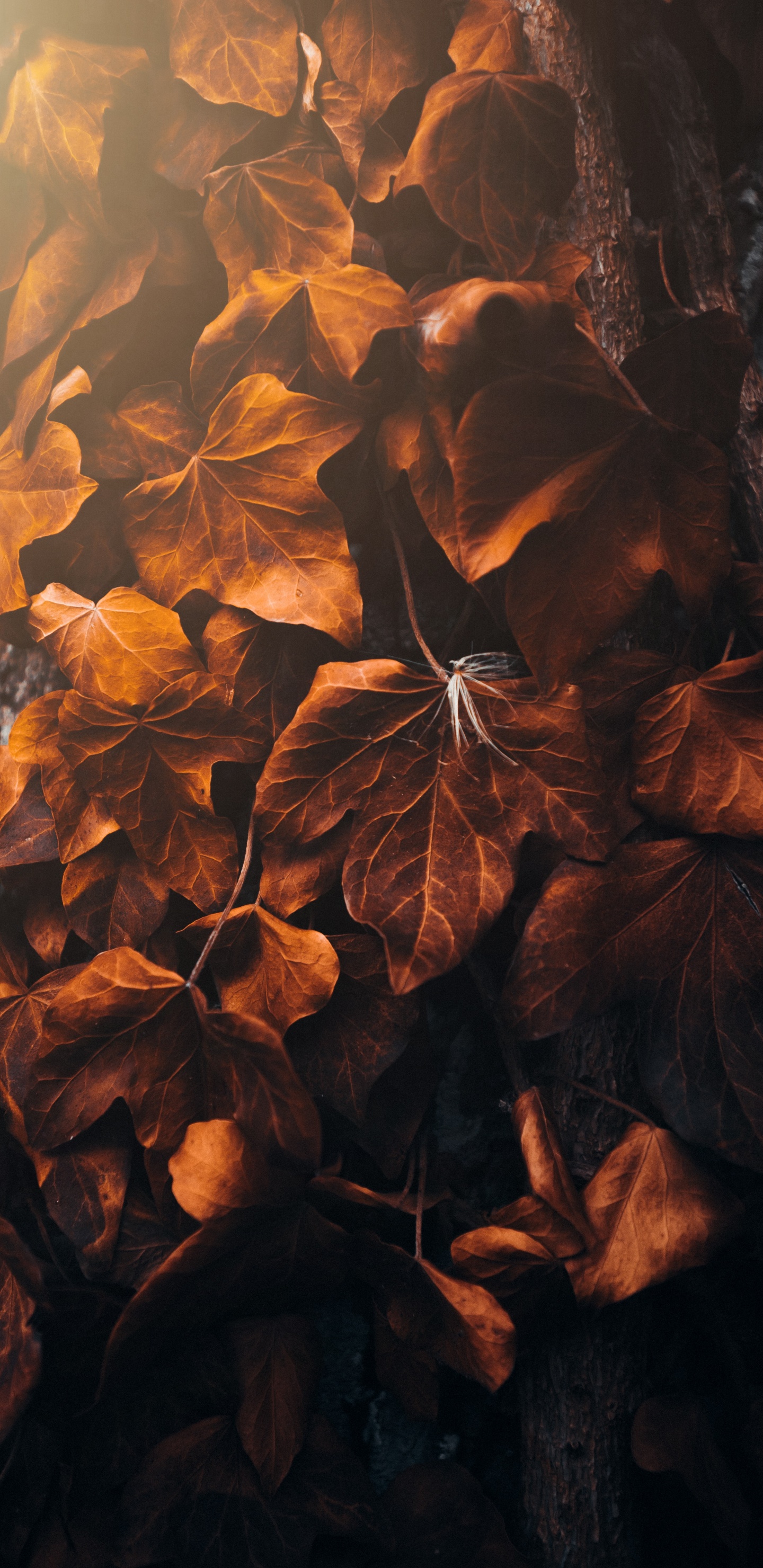 Morena, Ambar, Sucursal, Madera, Naranja. Wallpaper in 1440x2960 Resolution