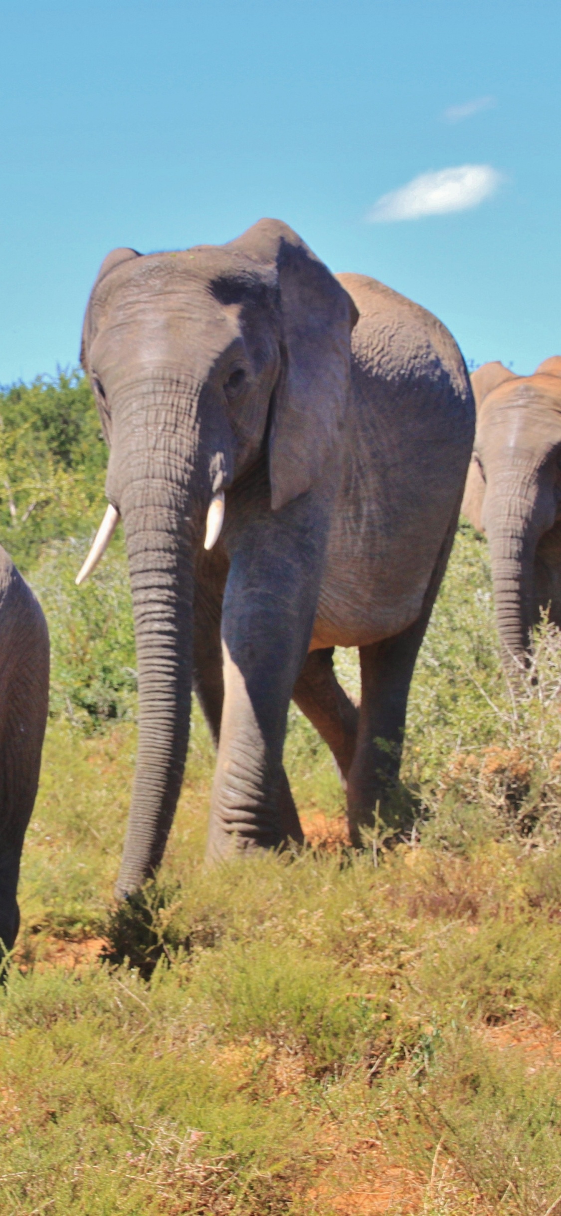Tres Elefantes en el Campo de Hierba Verde Durante el Día. Wallpaper in 1125x2436 Resolution