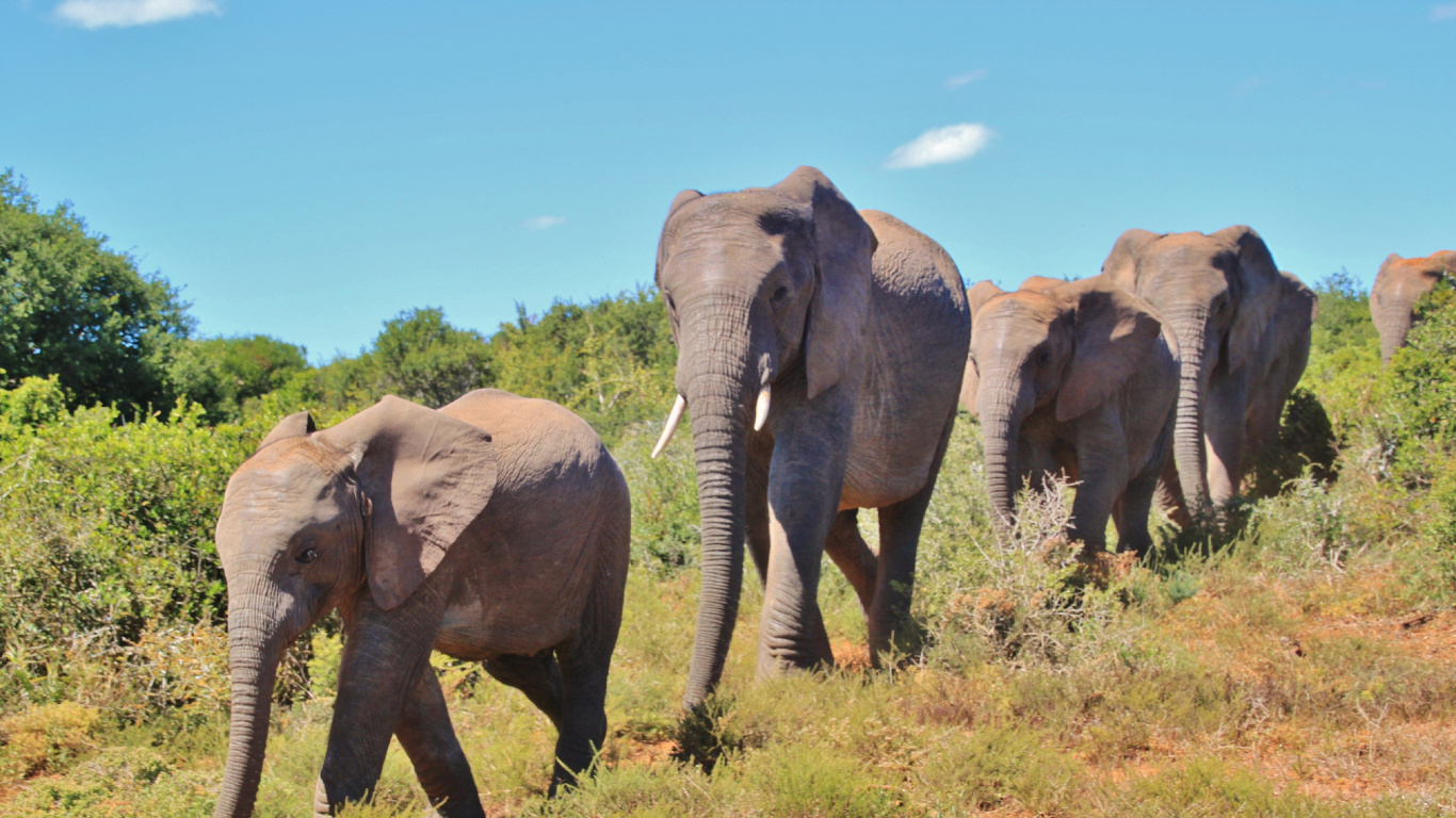 Tres Elefantes en el Campo de Hierba Verde Durante el Día. Wallpaper in 1366x768 Resolution
